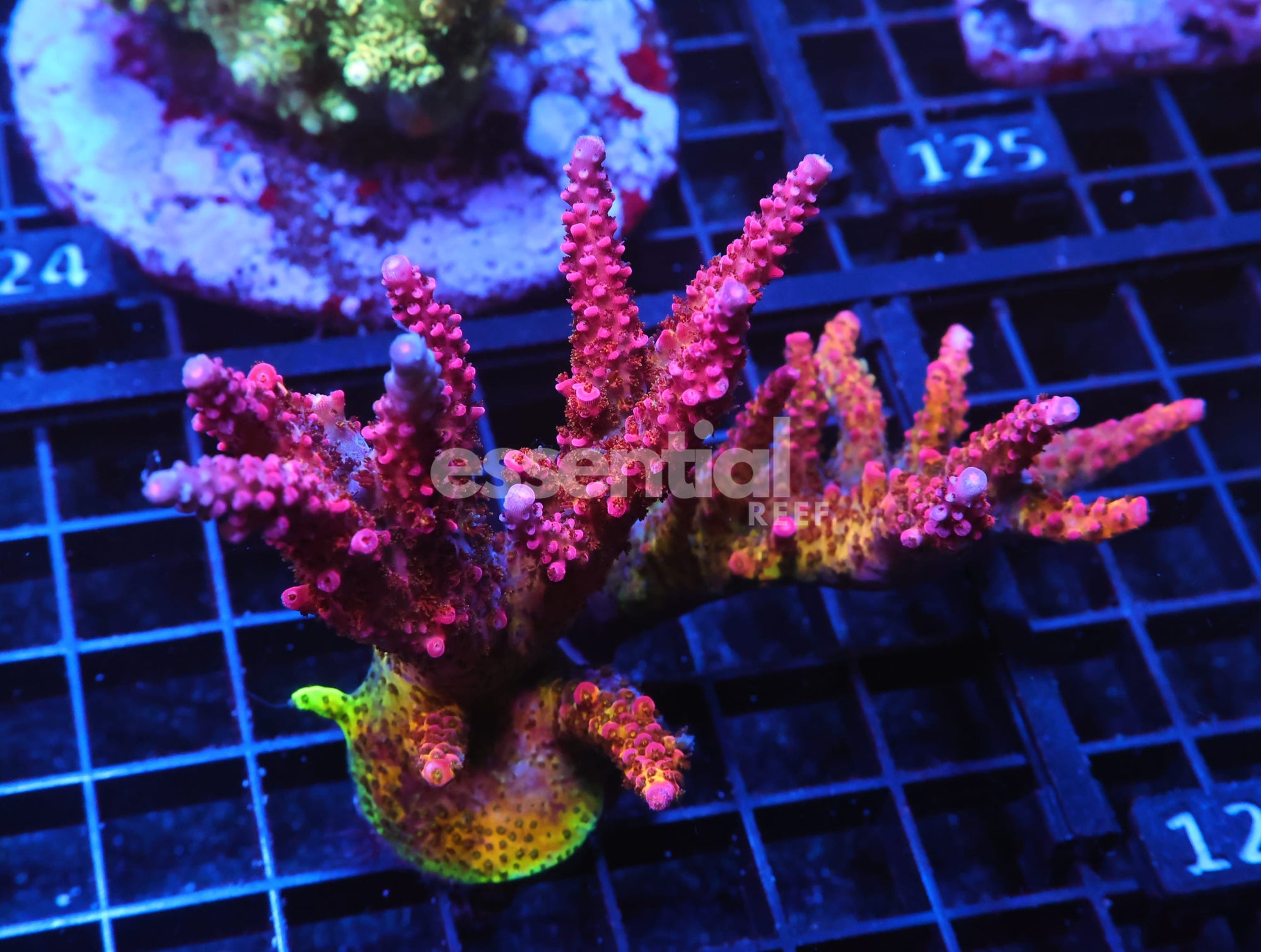 Watermarked - E119 - SDC RAINBOW ROMMELS ACRO COLONY