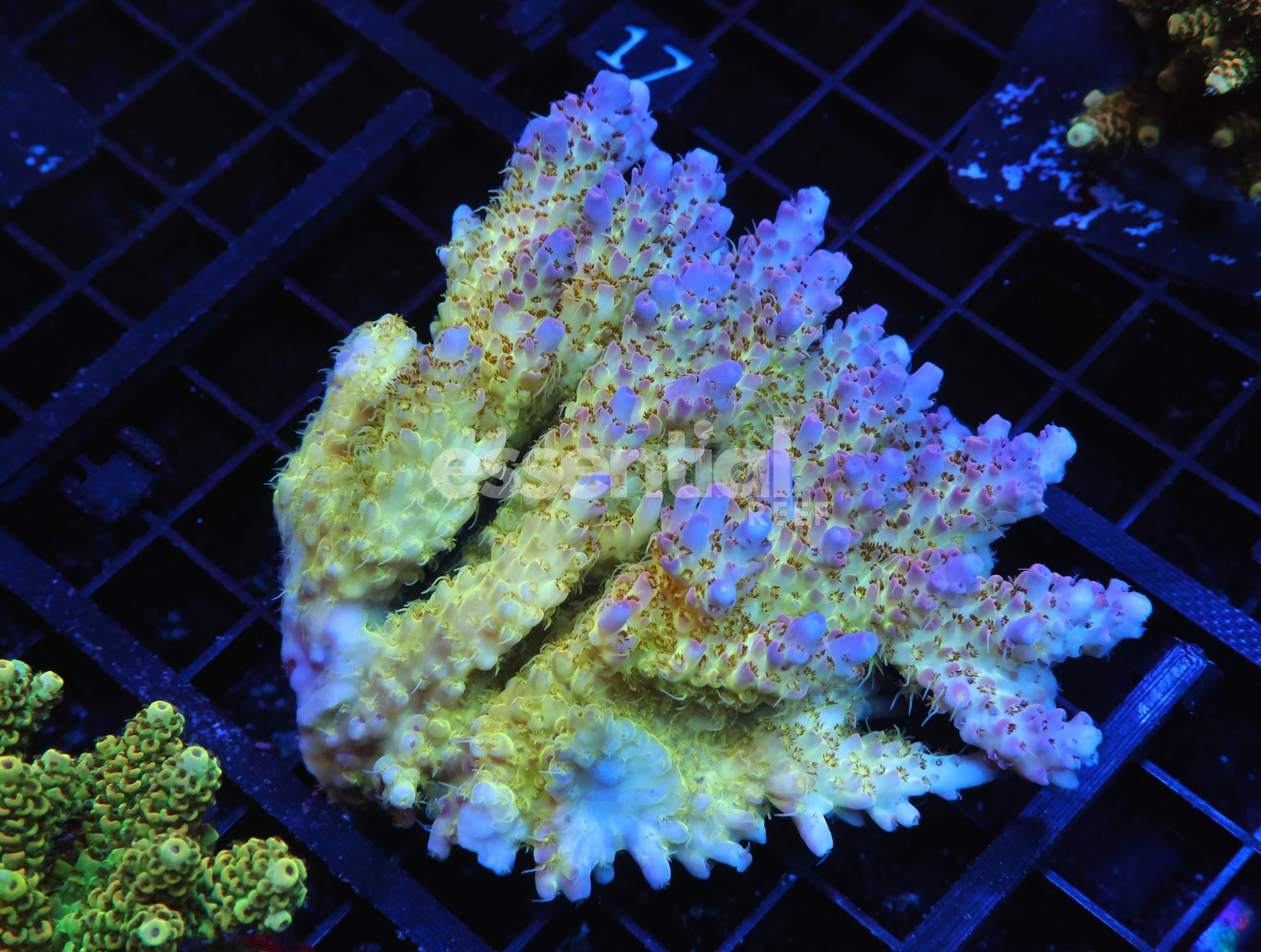Watermarked - E12 - AUSSIE ACRO LEMONADE