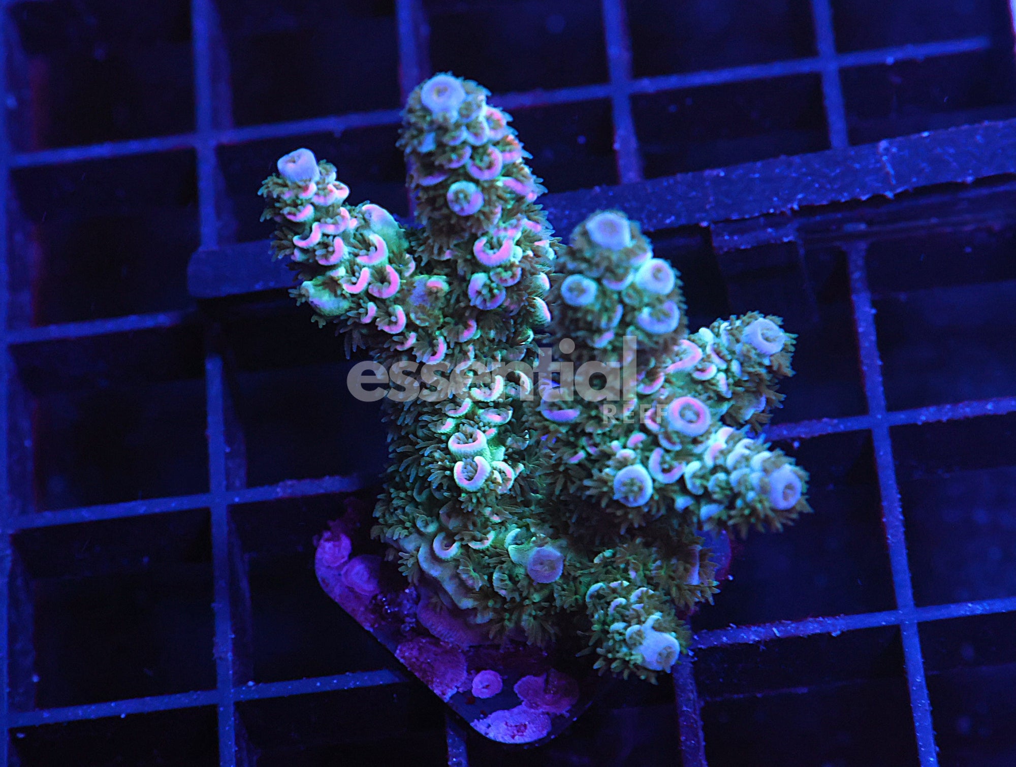 Watermarked - E161 - Indo Acro Conditioned Pixie Frost Tenuis Cultured