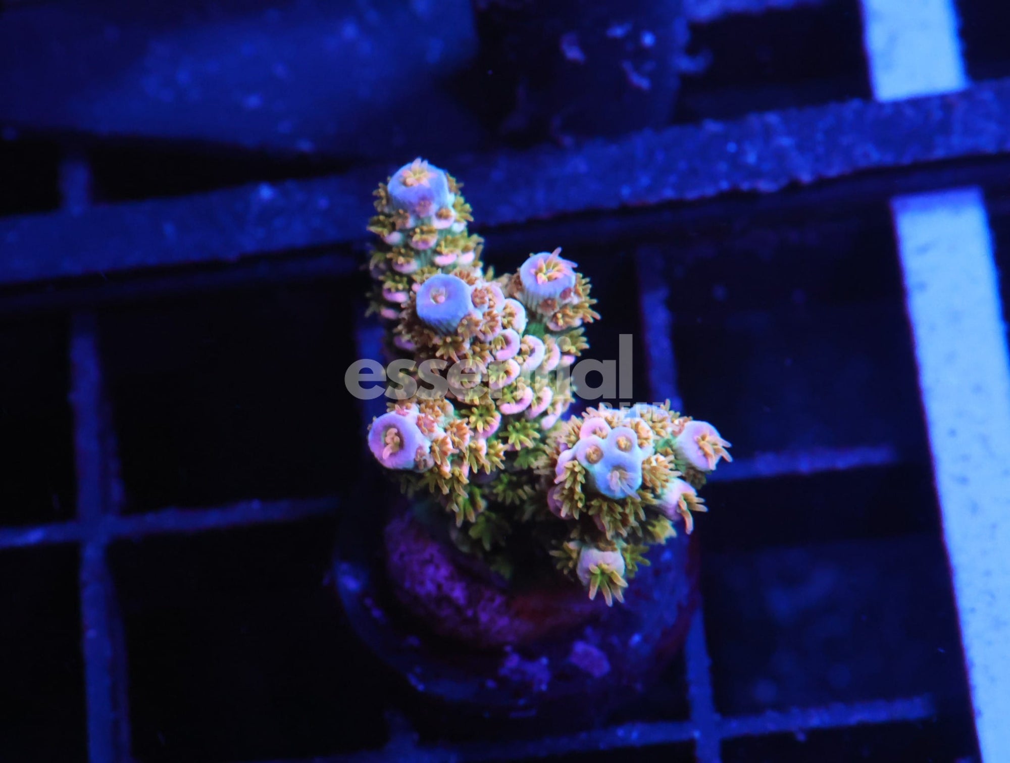 Watermarked - E162 - Indo Acro Conditioned Rainbow Tenuis Cultured