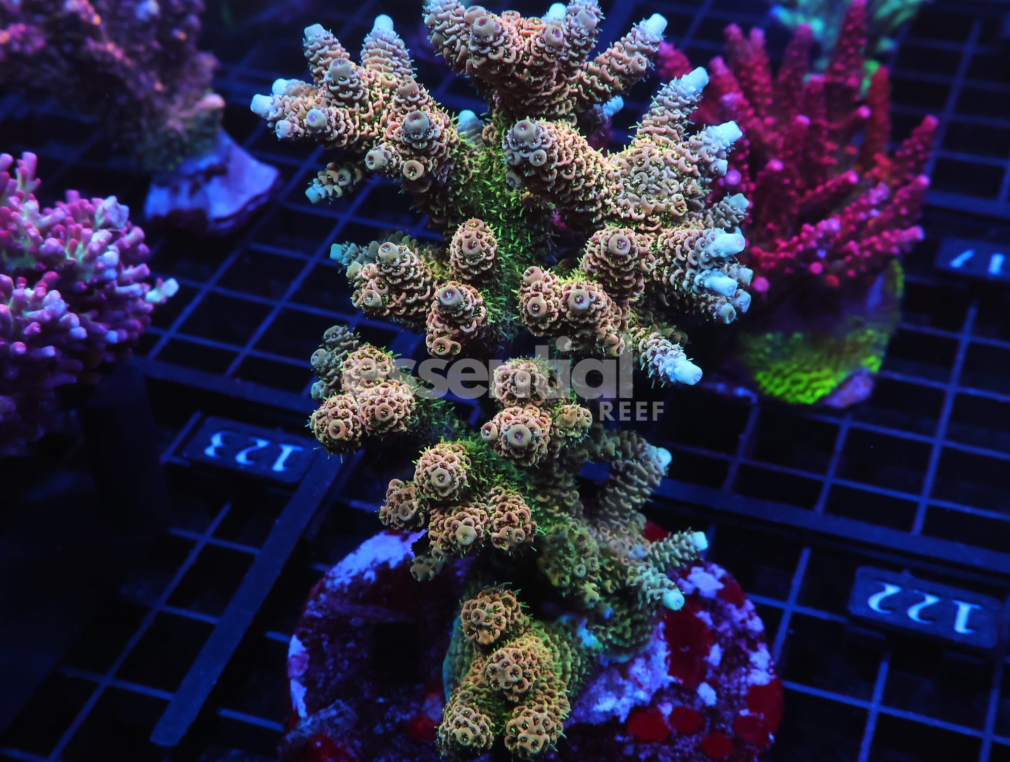Watermarked - E122 - INDO ACRO ORANGE CRUSH MILLE CULTURED