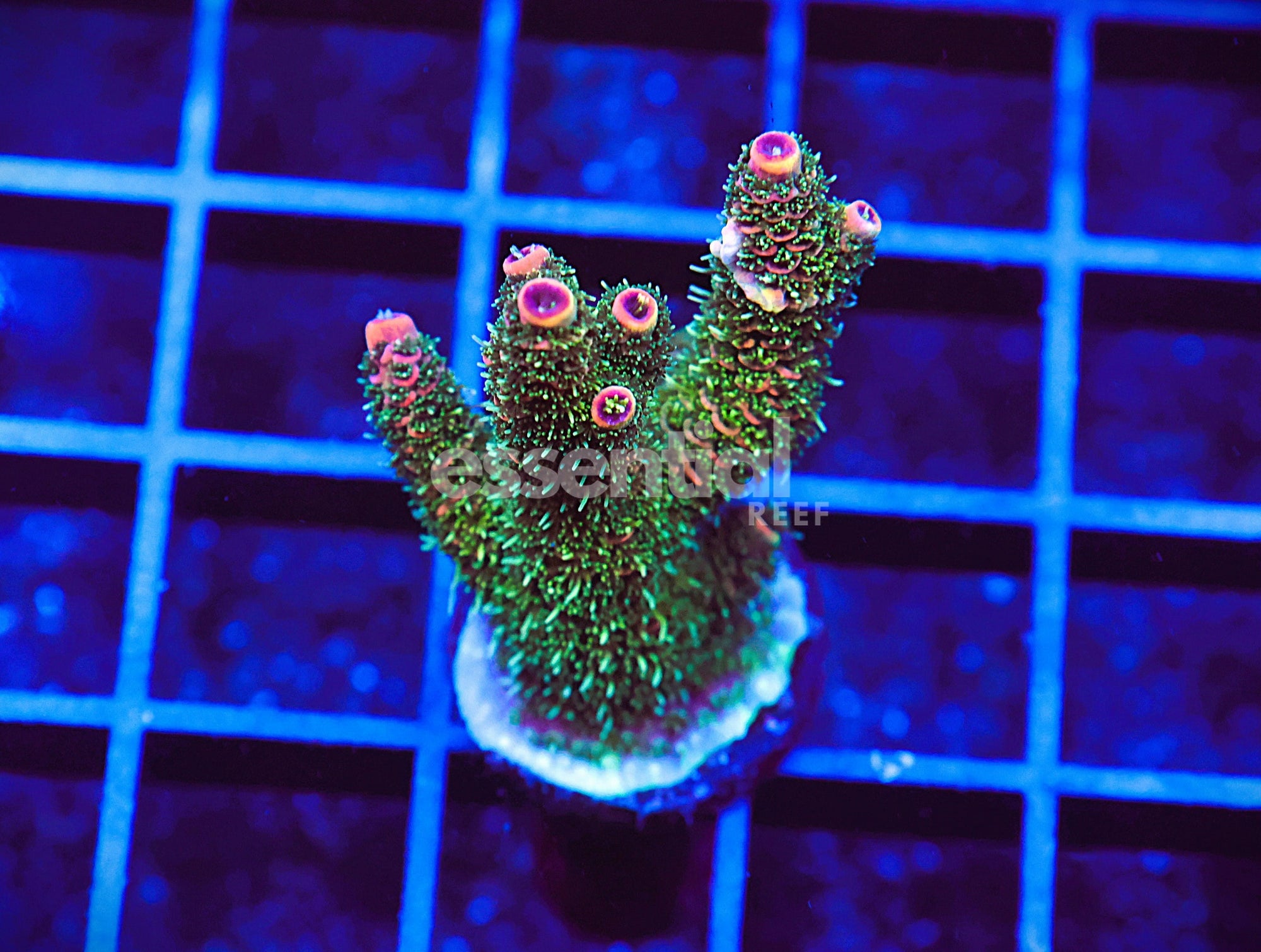 Watermarked - E62 - Indo Acro Conditioned PInk Tip Mille Cultured