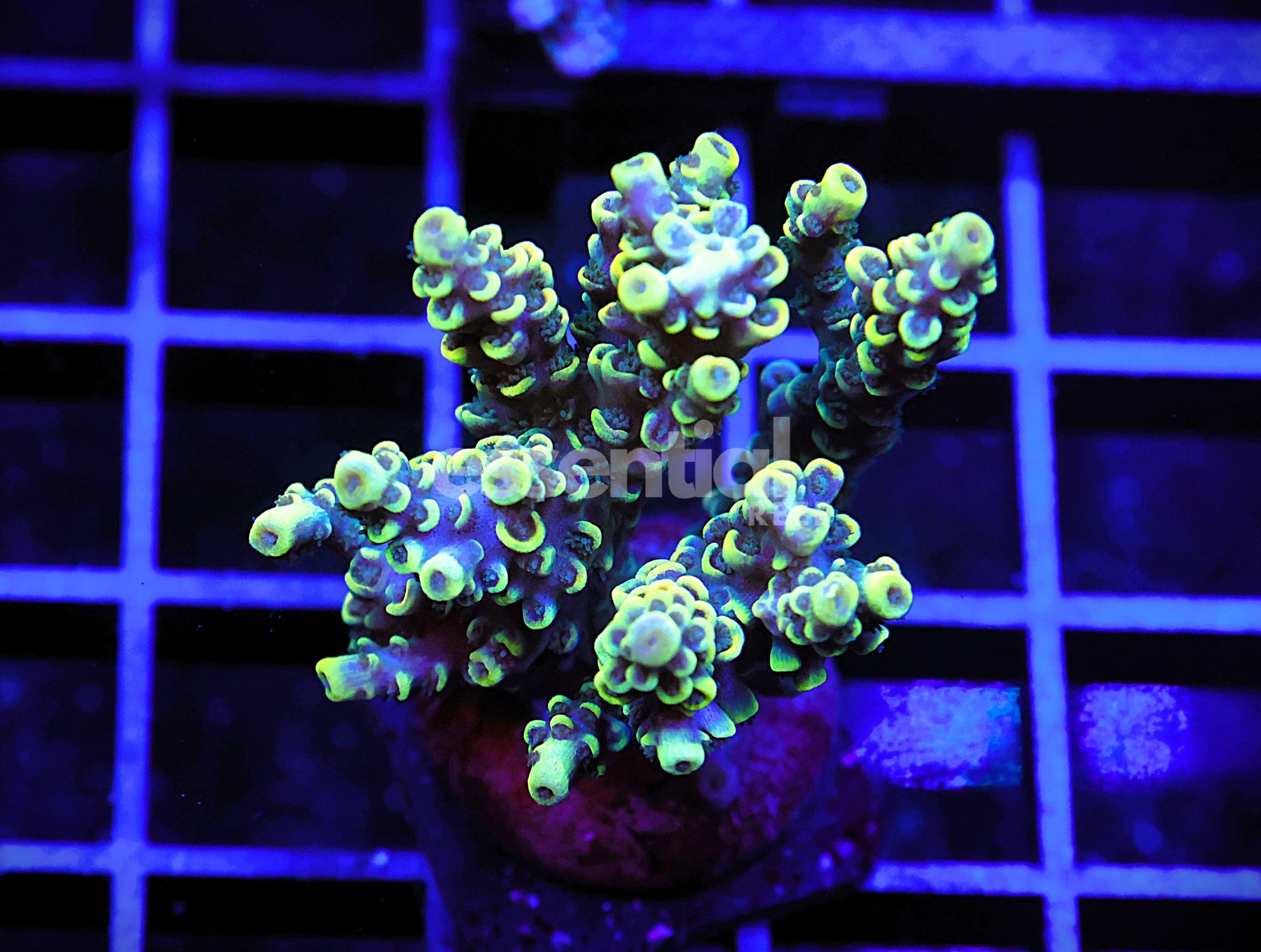 Watermarked - E63 - Indo Acro Conditioned Yellow Tenuis Cultured