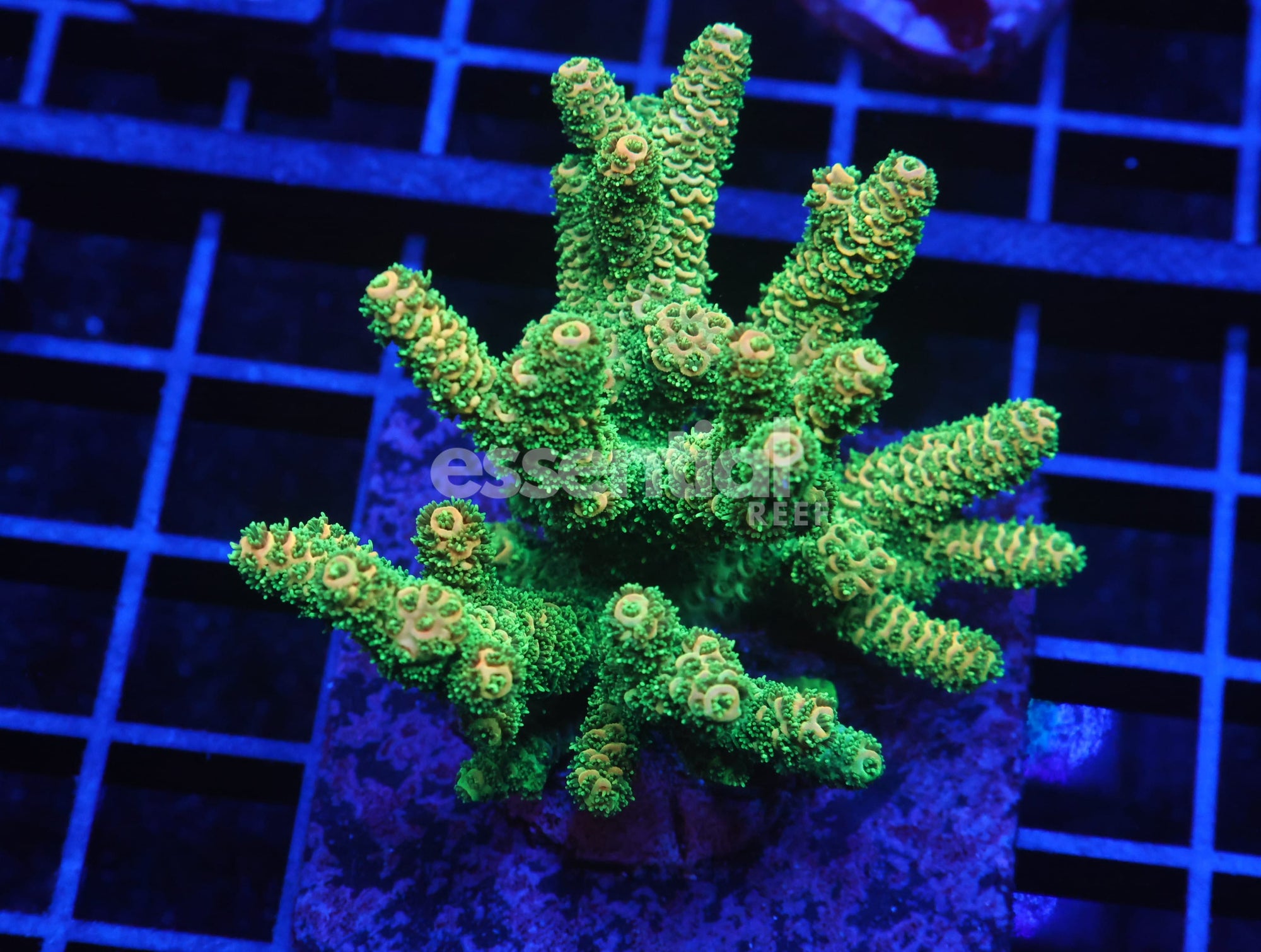 Watermarked - E64 - Indo Acro Conditioned Sunrise Mille Cultured