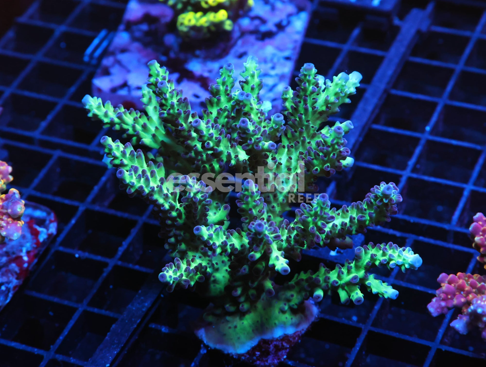 Watermarked - E131 - INDO ACRO PREMIUM CULTURED