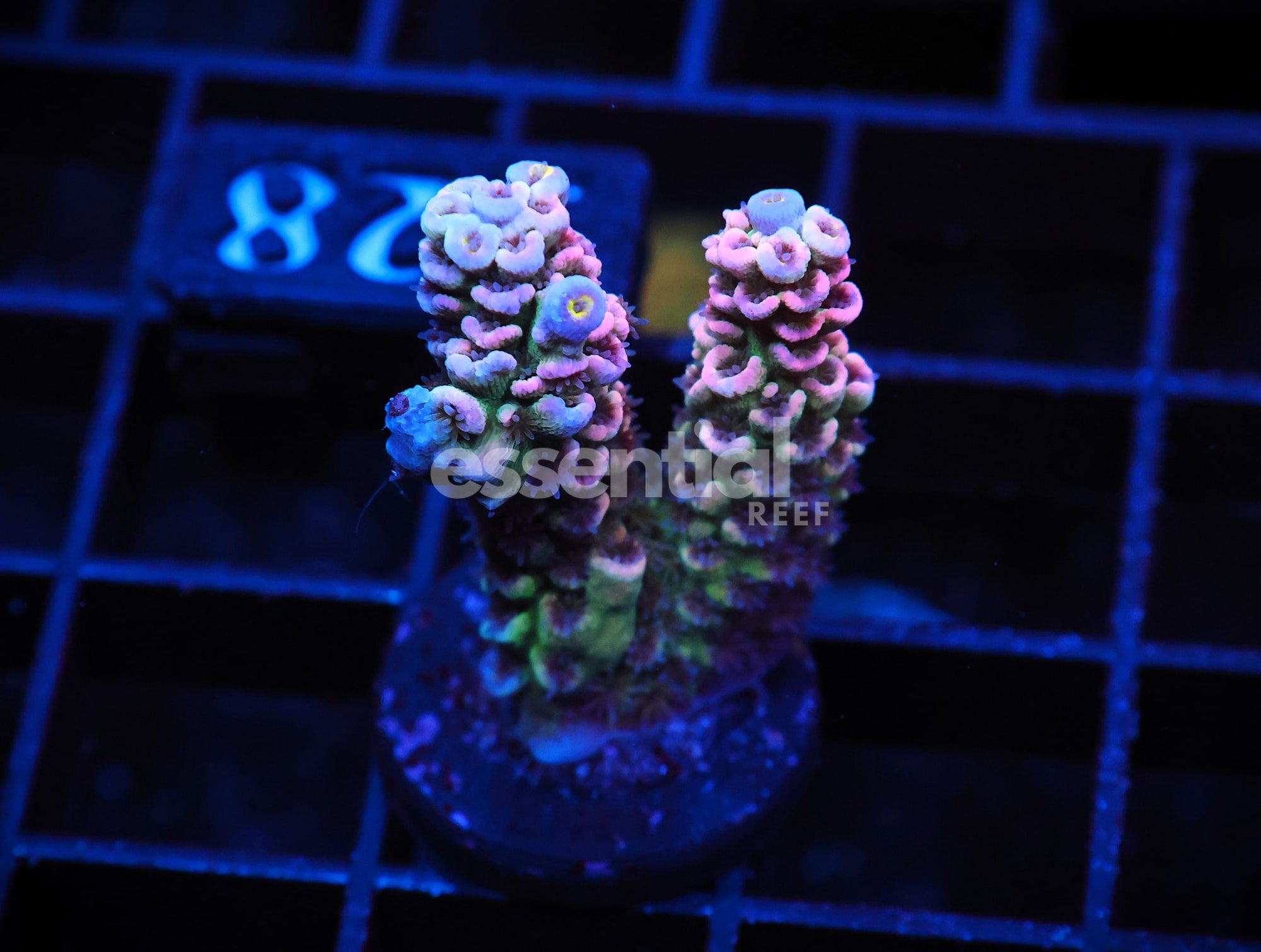 Watermarked - E128 - INDO ACRO RAINBOW TENUIS CULTURED