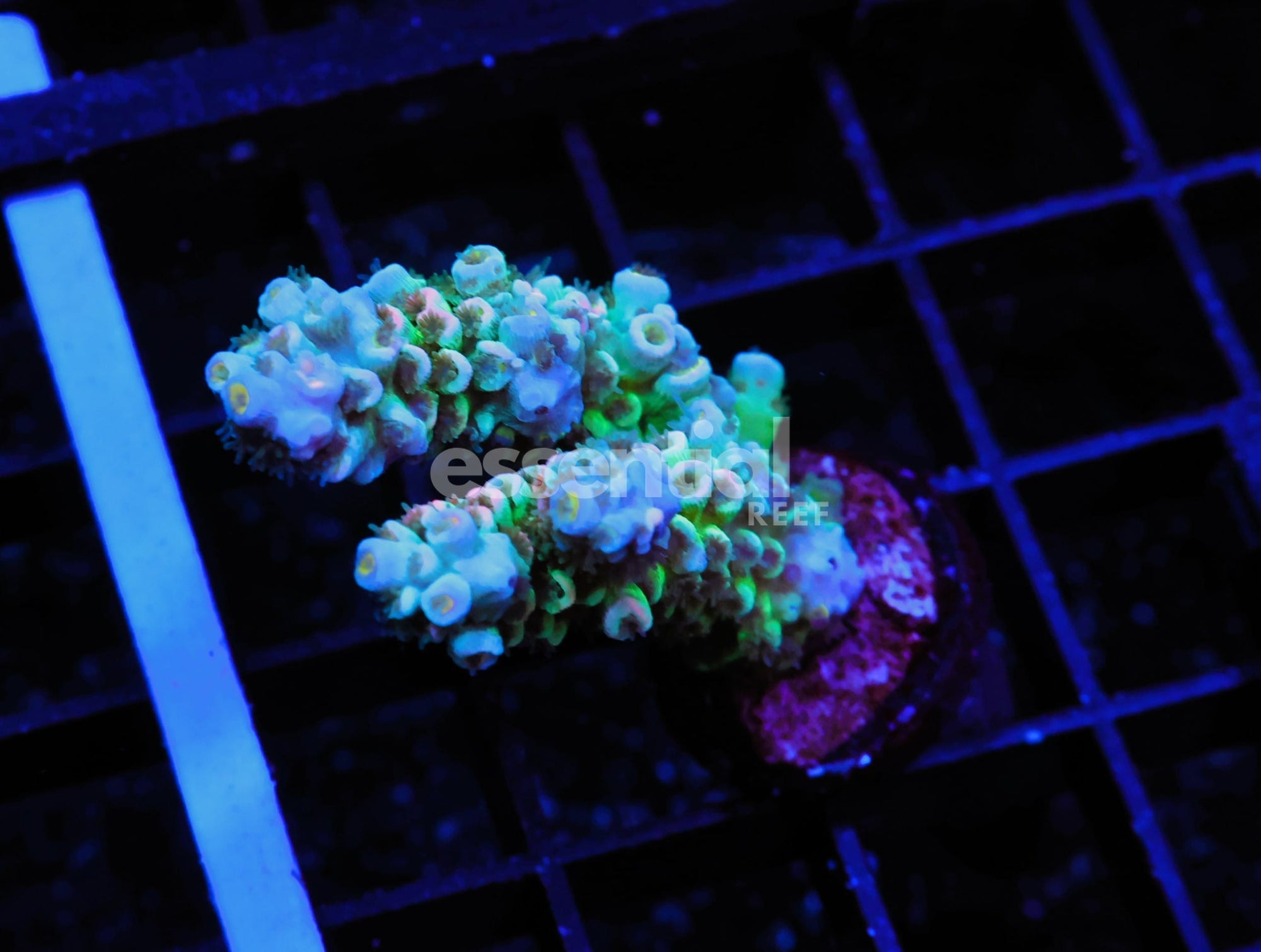 Watermarked - E129 - INDO ACRO RAINBOW TENUIS CULTURED