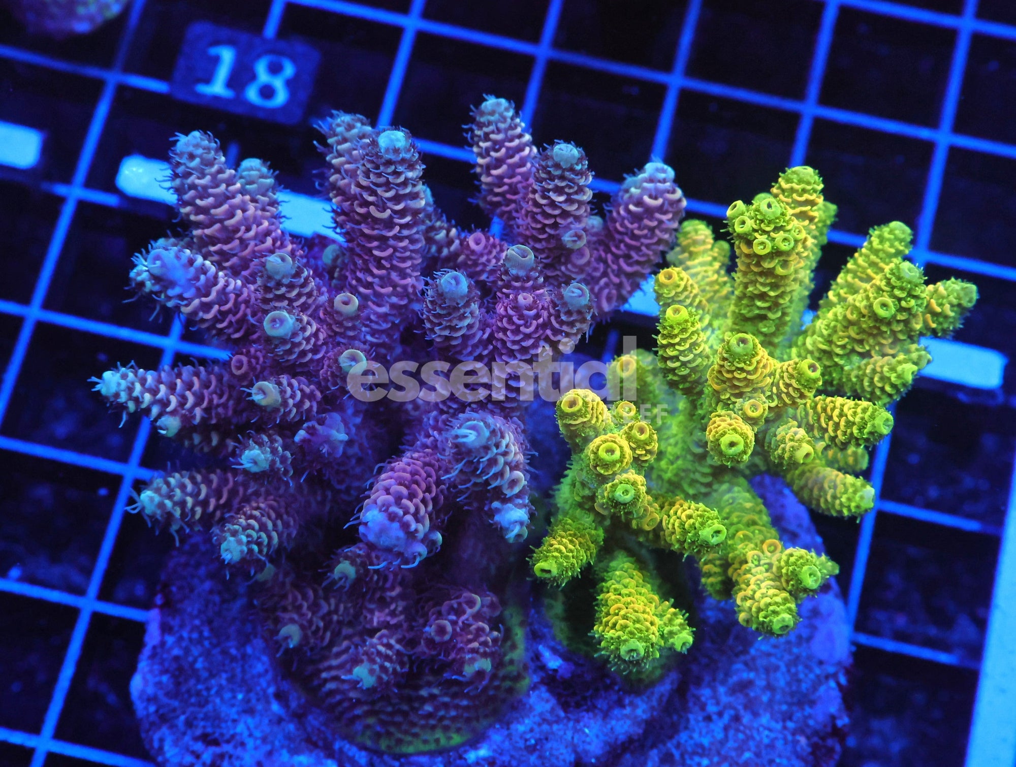 Watermarked - E13 - Indo Acro Premium Combo Mille Cultured Conditioned