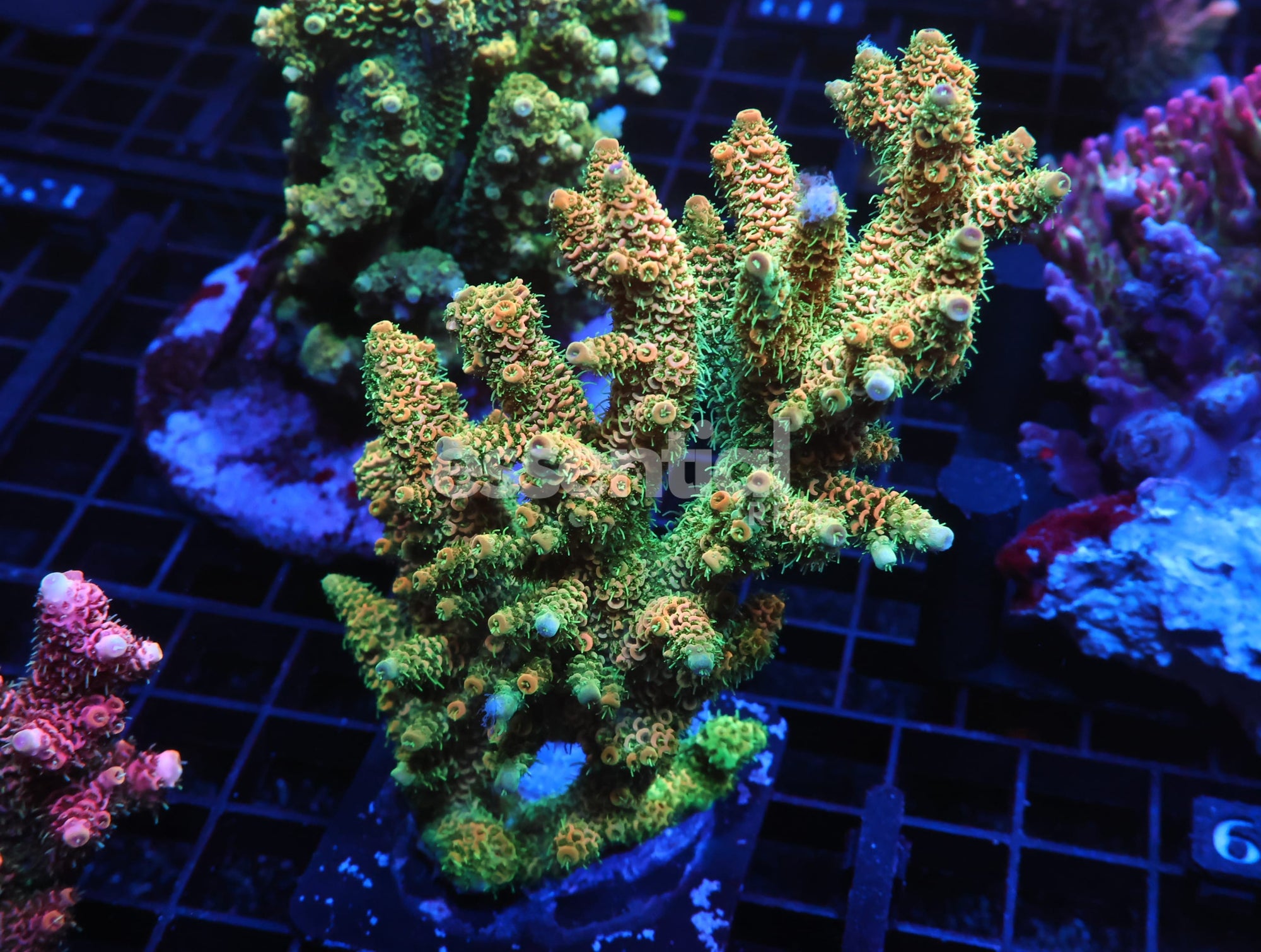 Watermarked - E130 - INDO ACRO ORANGE CRUSH MILLE CULTURED
