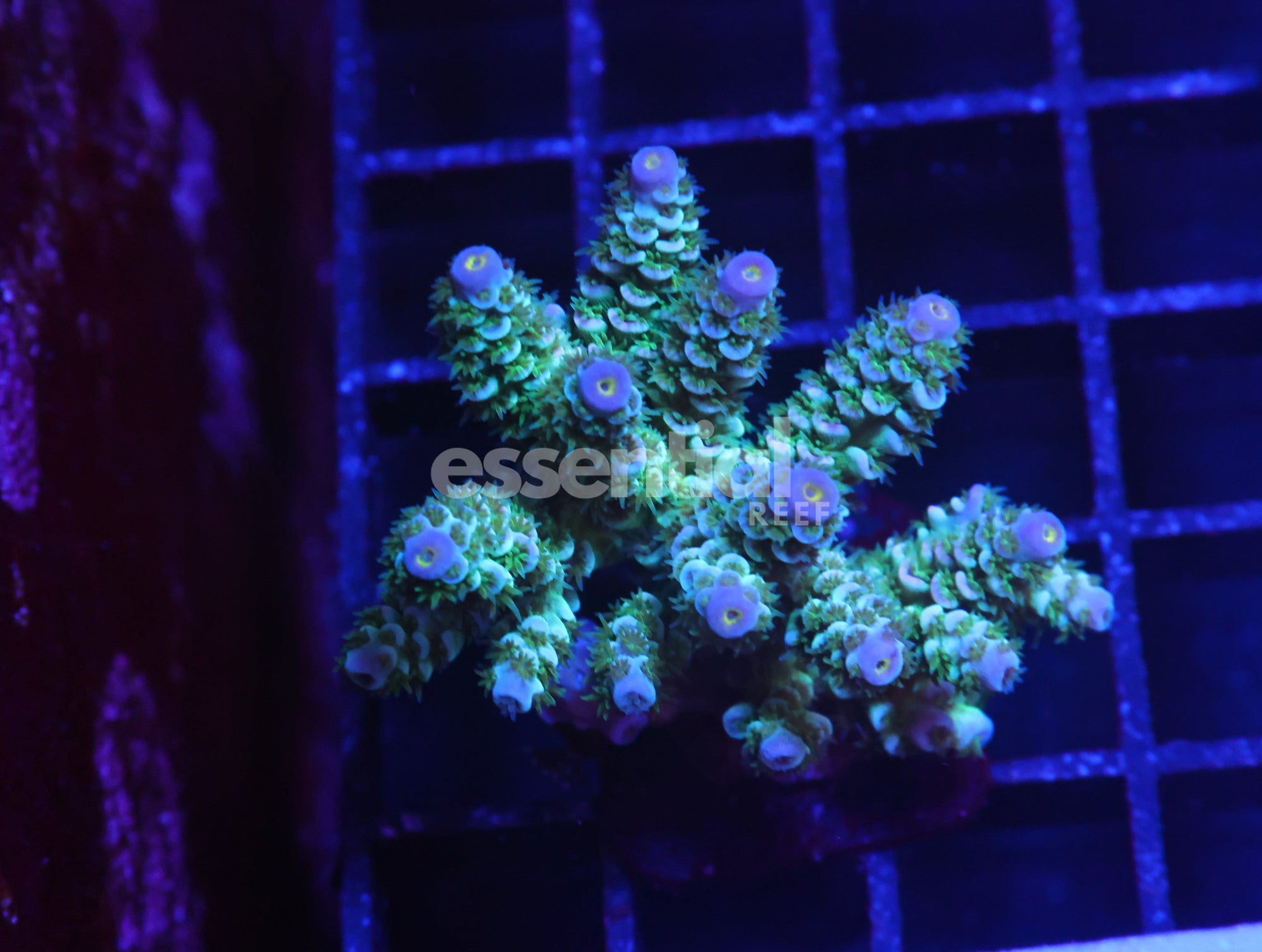 Watermarked - E164 - Indo Acro Conditioned Premium Tenuis Cultured