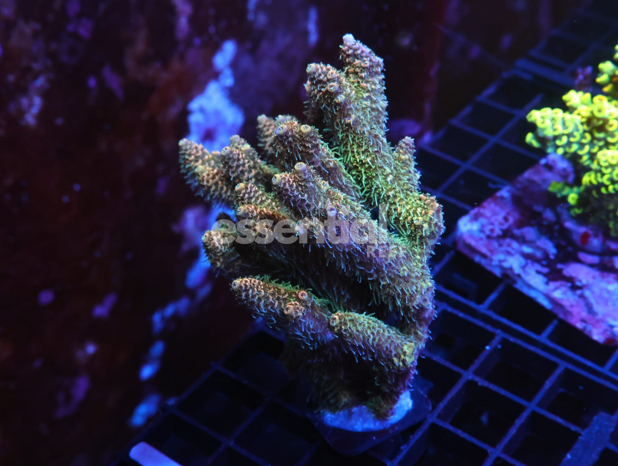 Watermarked - E132 - INDO ACRO ORANGE CRUSH MILLE CULTURED