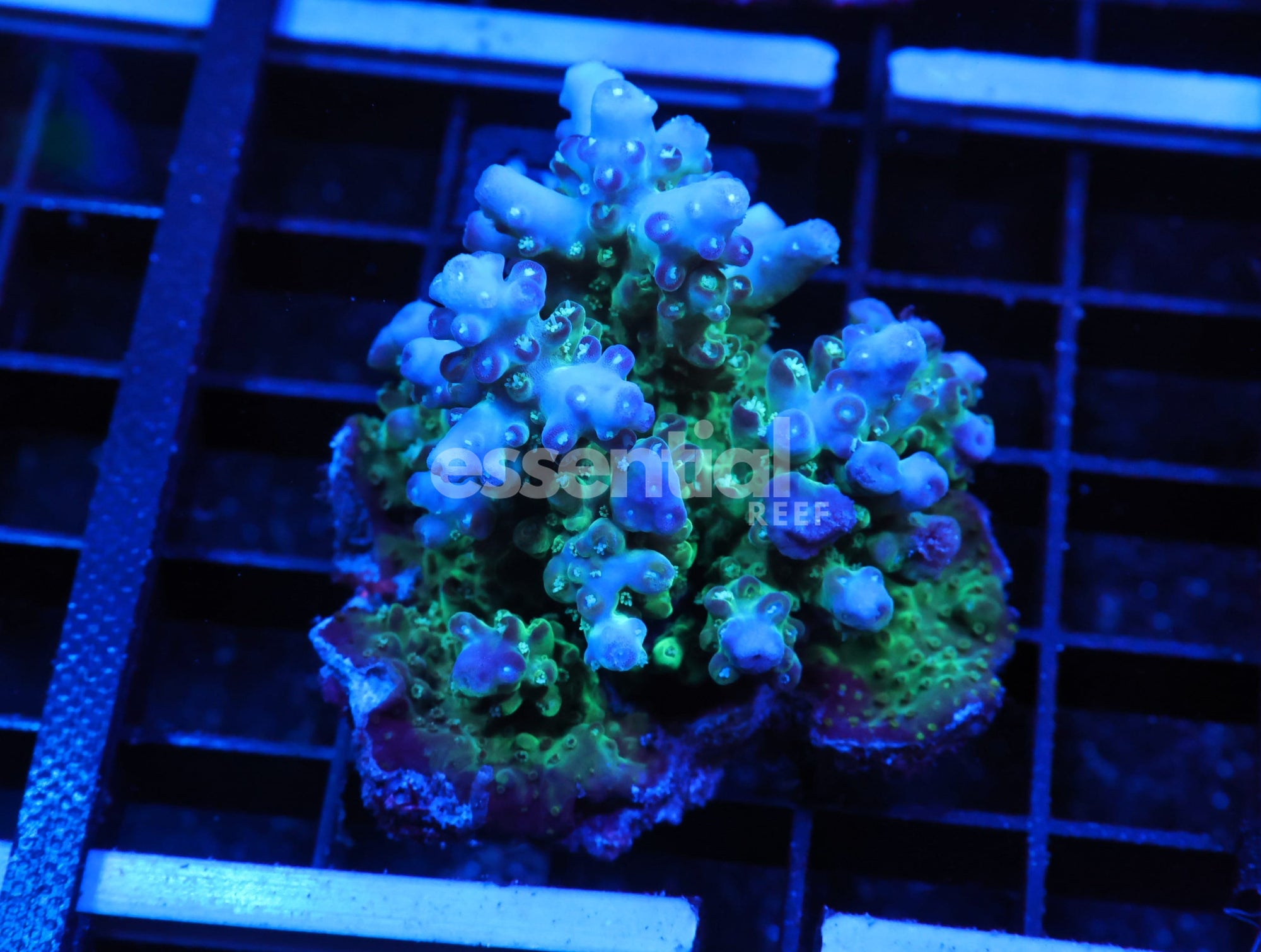 Watermarked - E134 - FIJI ACRO PREMIUM