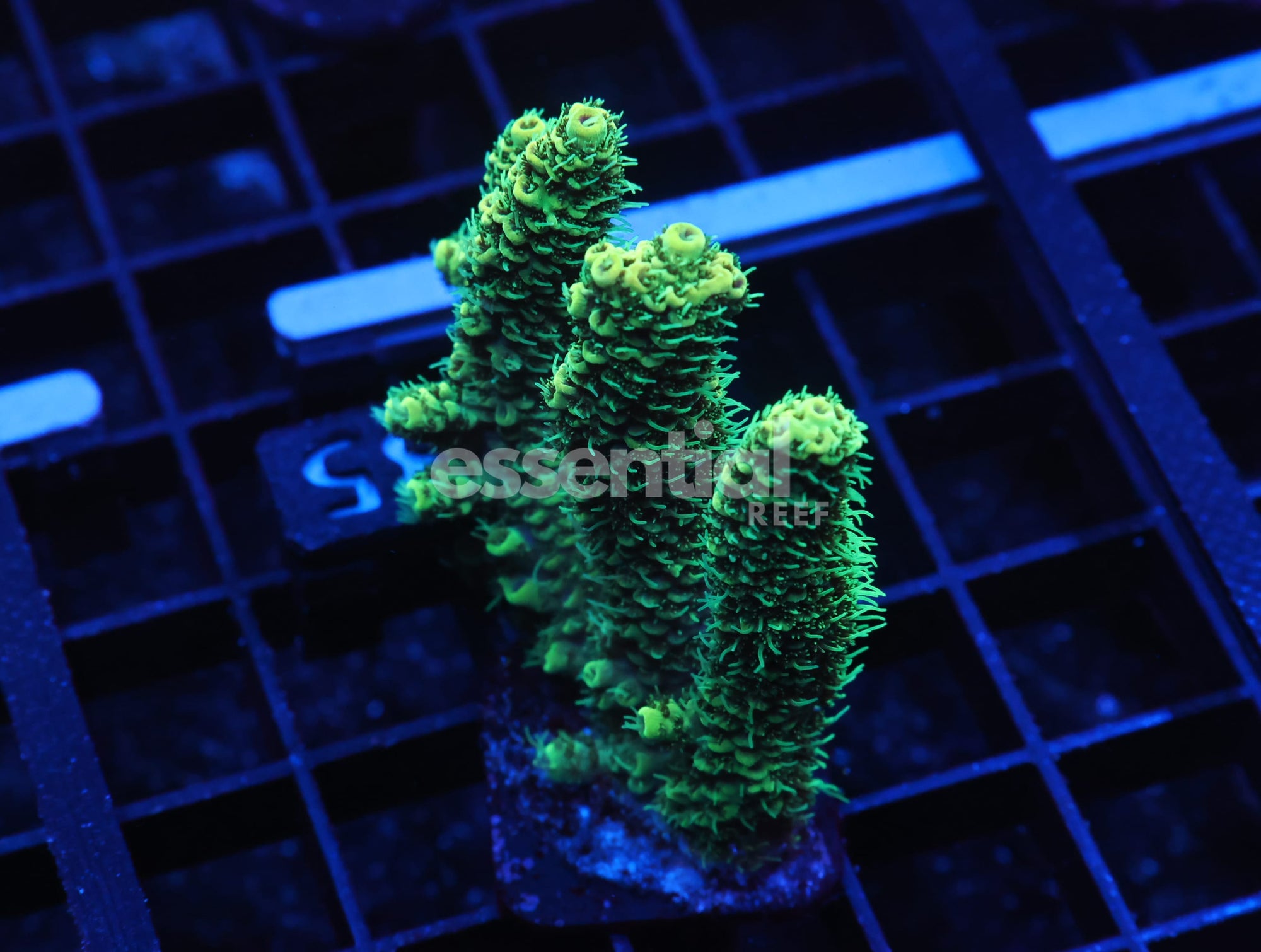 Watermarked - E135 - INDO ACRO SUNRISE MILLE CULTURED