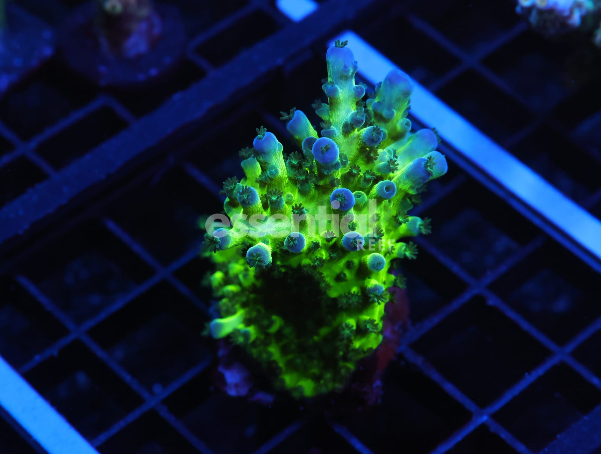 Watermarked - E136 - SDC MIYAGI TORT ACRO XL