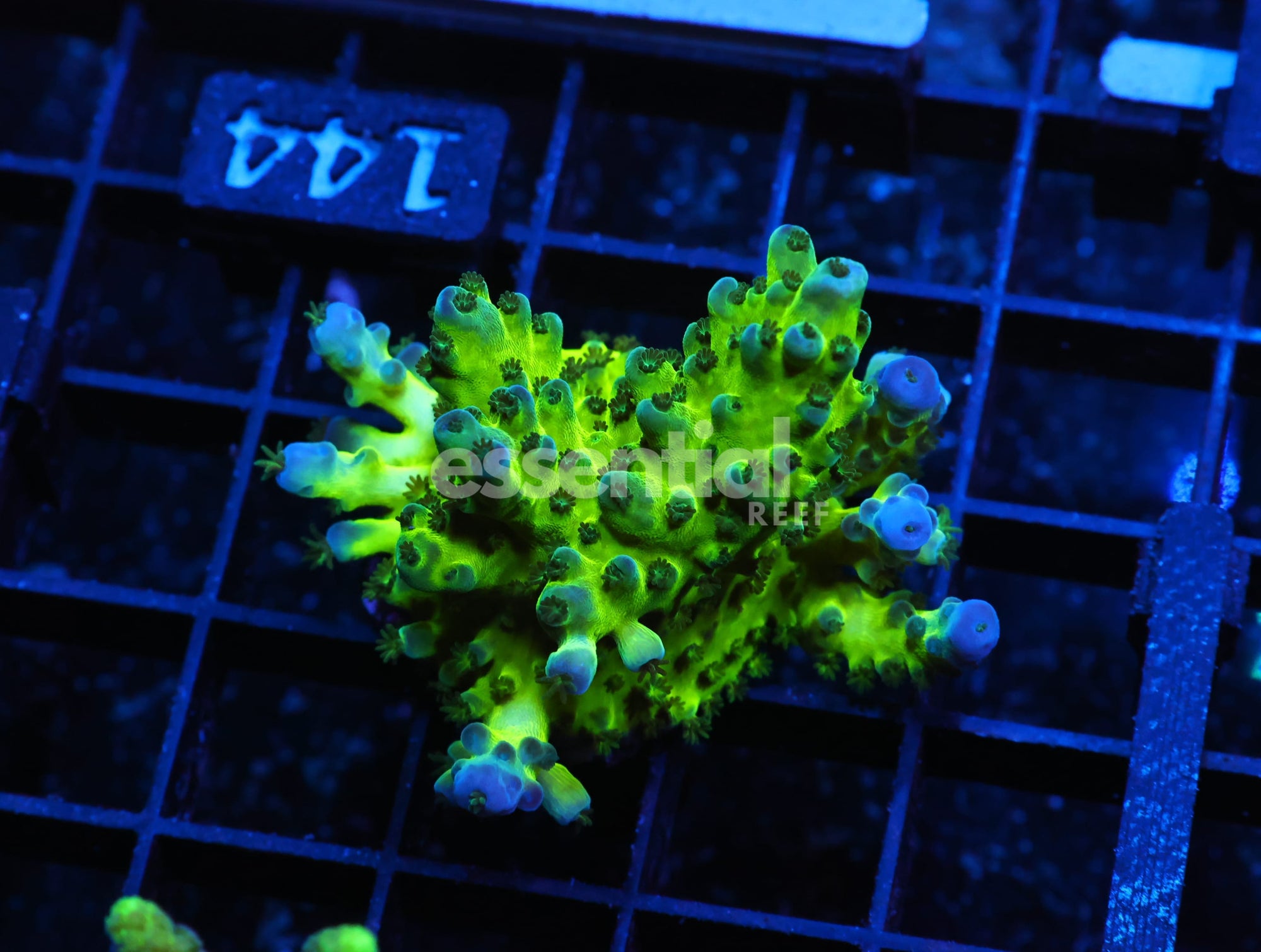 Watermarked - E144 - SDC MIYAGI TORT ACRO XL