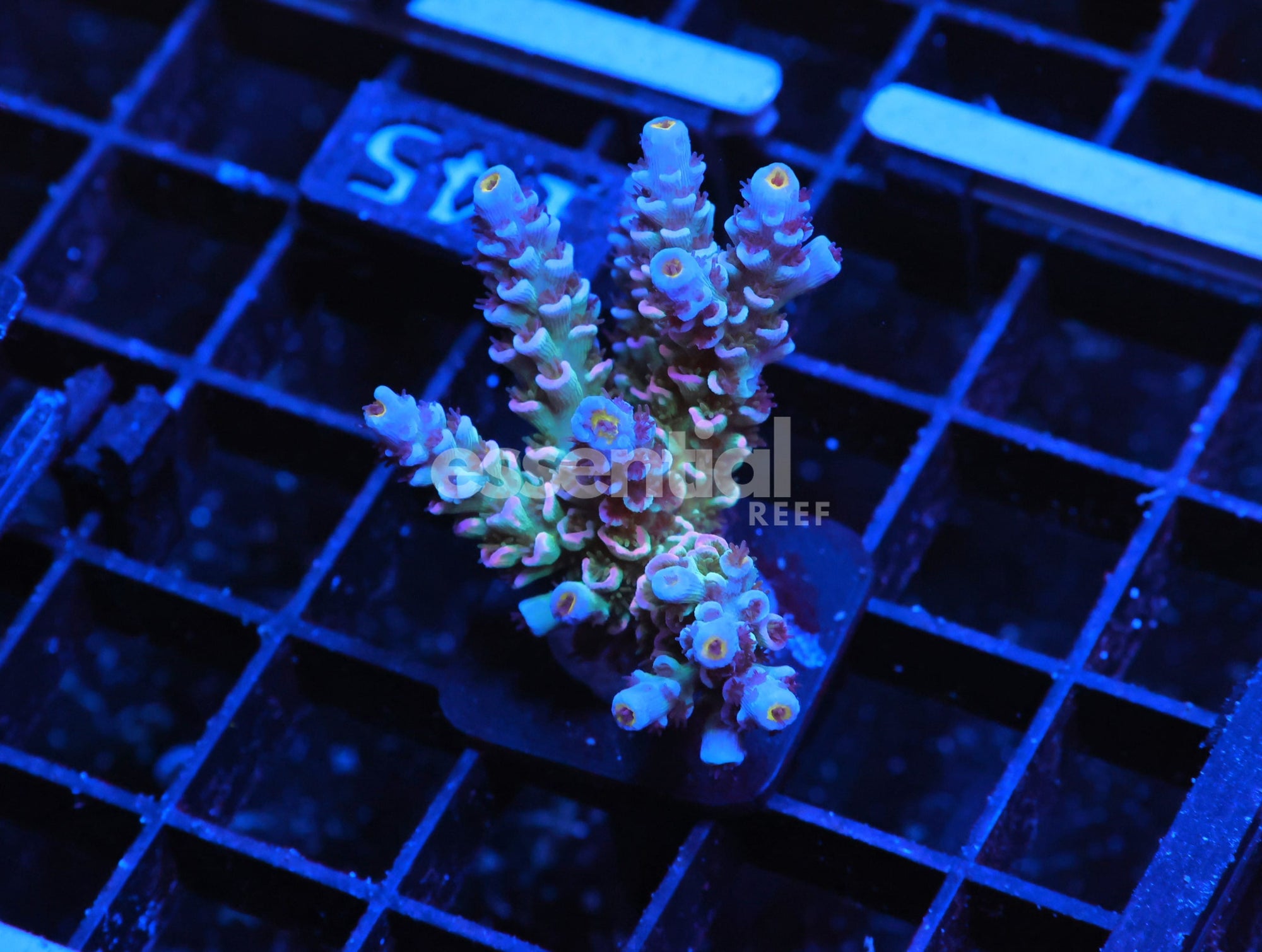 Watermarked - E145 - INDO ACRO PREMIUM TENUIS CULTURED