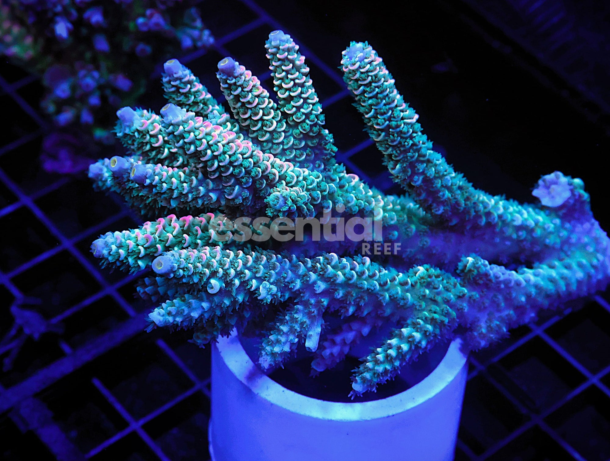 Watermarked - E80 - Malaysian Acro Tenuis