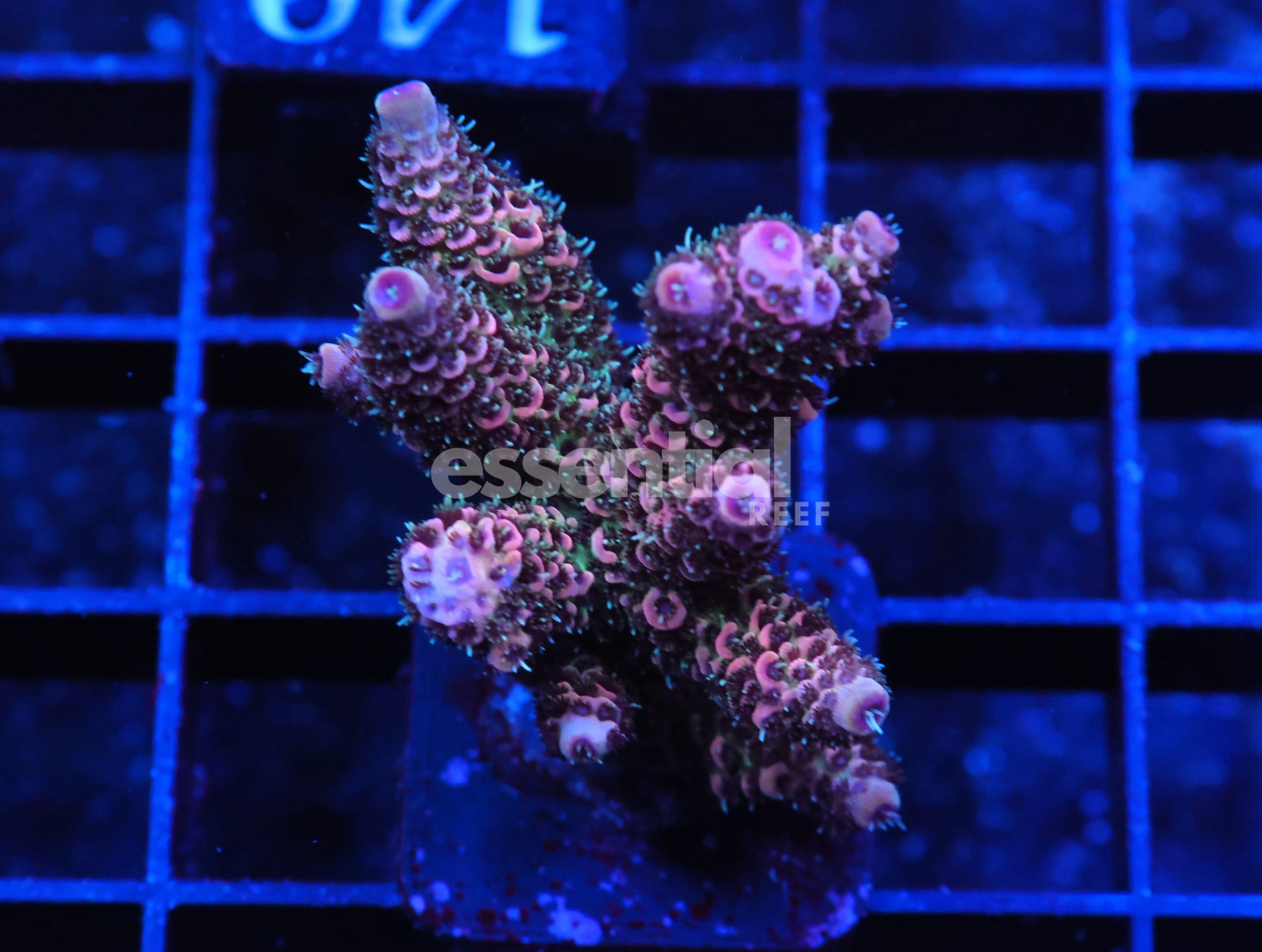 Watermarked - E140 - INDO ACRO RASPBERRY MILLE CULTURED