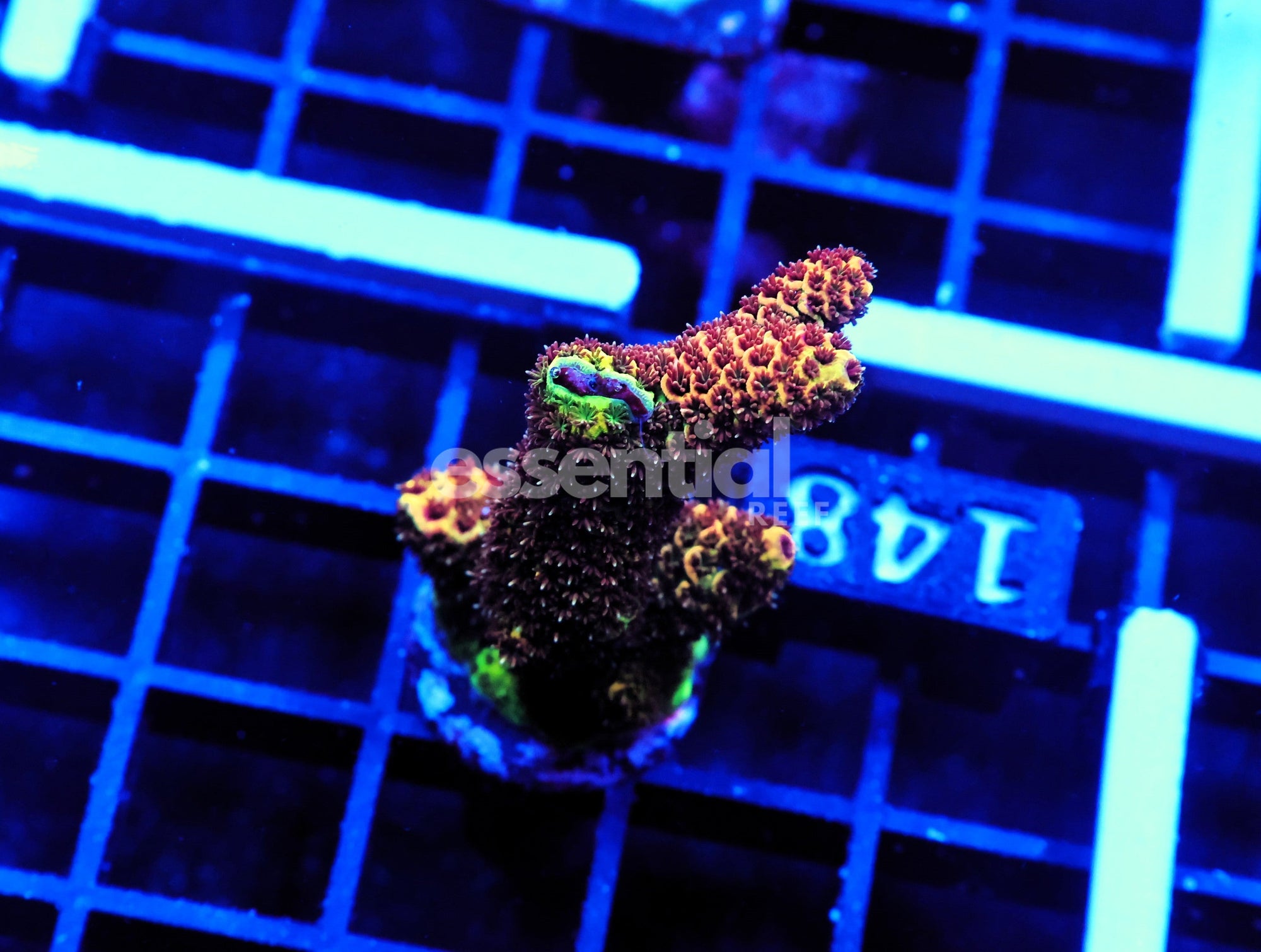 Watermarked - E148 - Indo Acro Premium Mille Cultured Conditioned