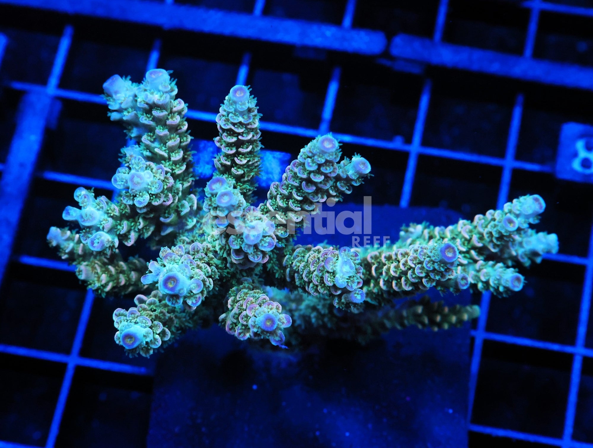 Watermarked - E88 - Indo Acro Conditioned Premium Tenuis Cultured