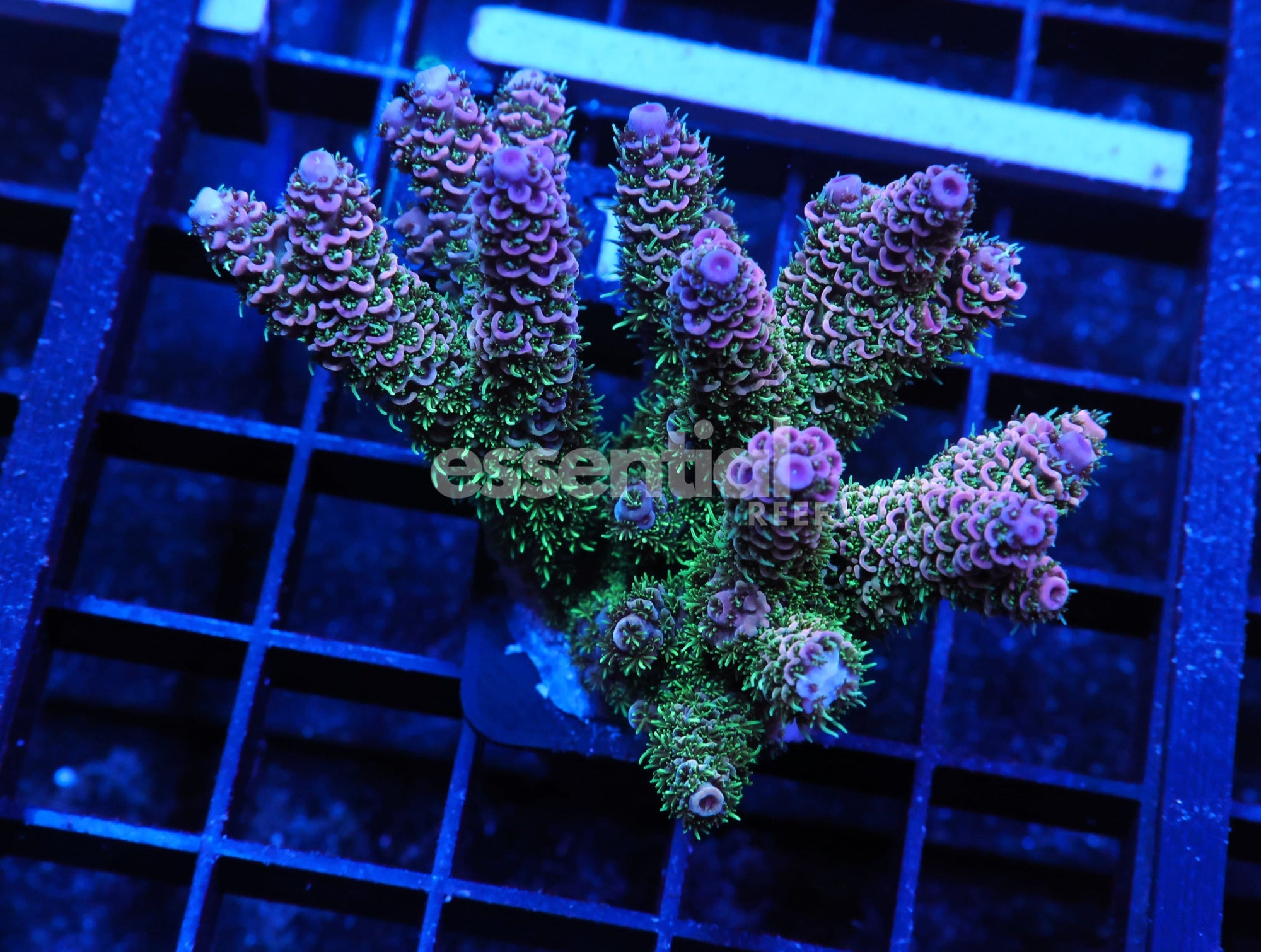 Watermarked - E149 - INDO ACRO MONSTERS INC MILLE CULTURED