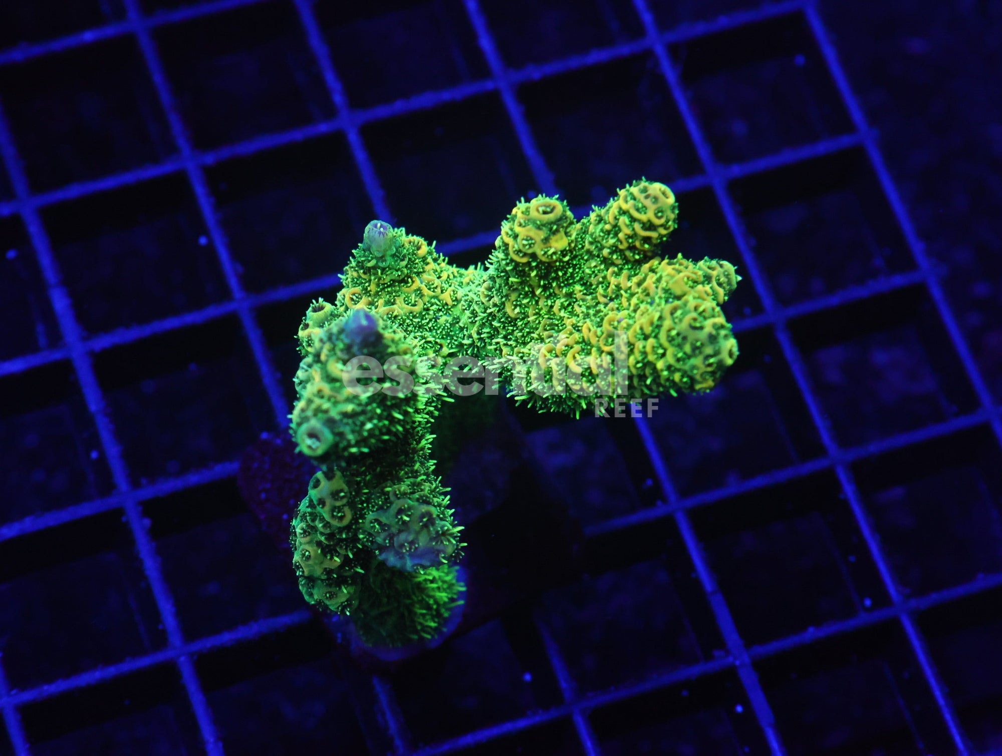Watermarked - E36 - Indo Acro Conditioned Lemon Mist Mille Cultured