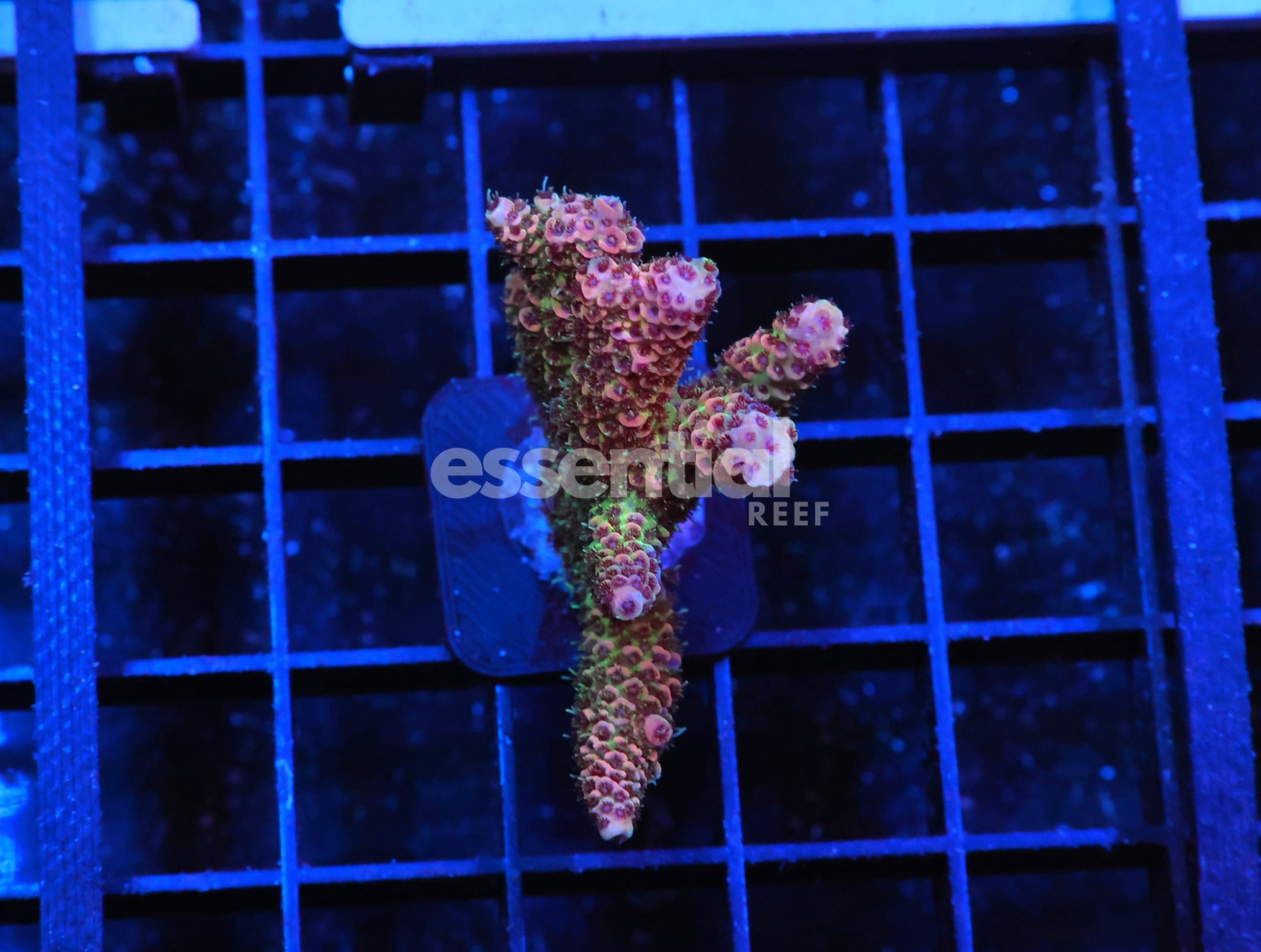 Watermarked - E156 - INDO ACRO PREMIUM MILLE CULTURED