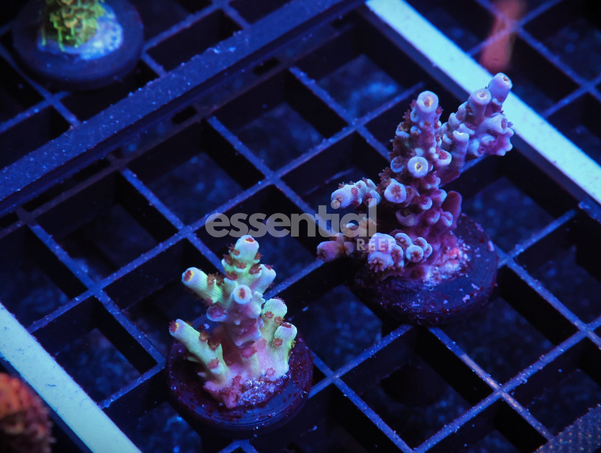 Watermarked - E151 - 2PK INDO ACRO TENUIS CULTURED