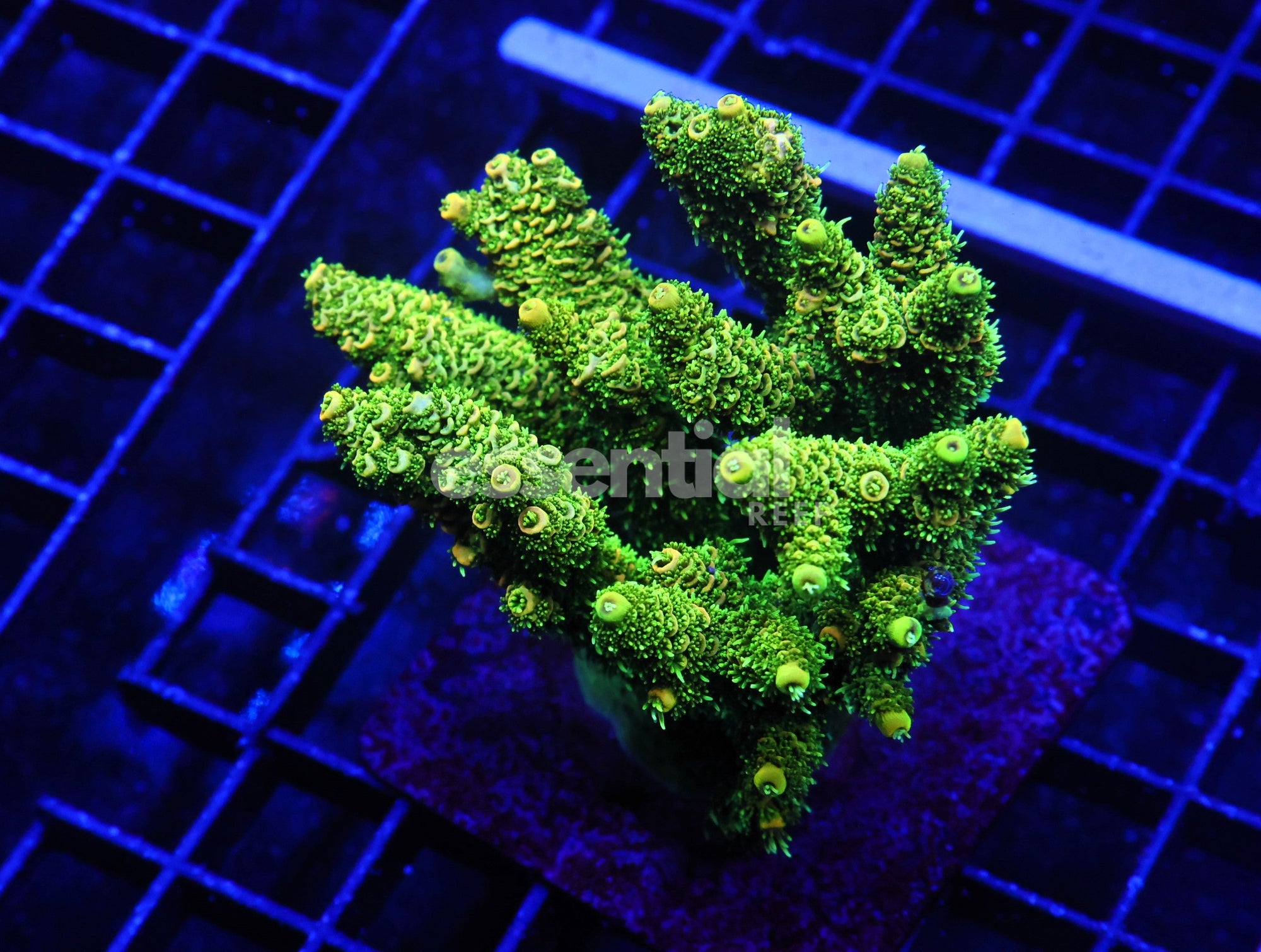 Watermarked - E40 - INDO ACRO RAINBOW TENUIS CULTURED LG