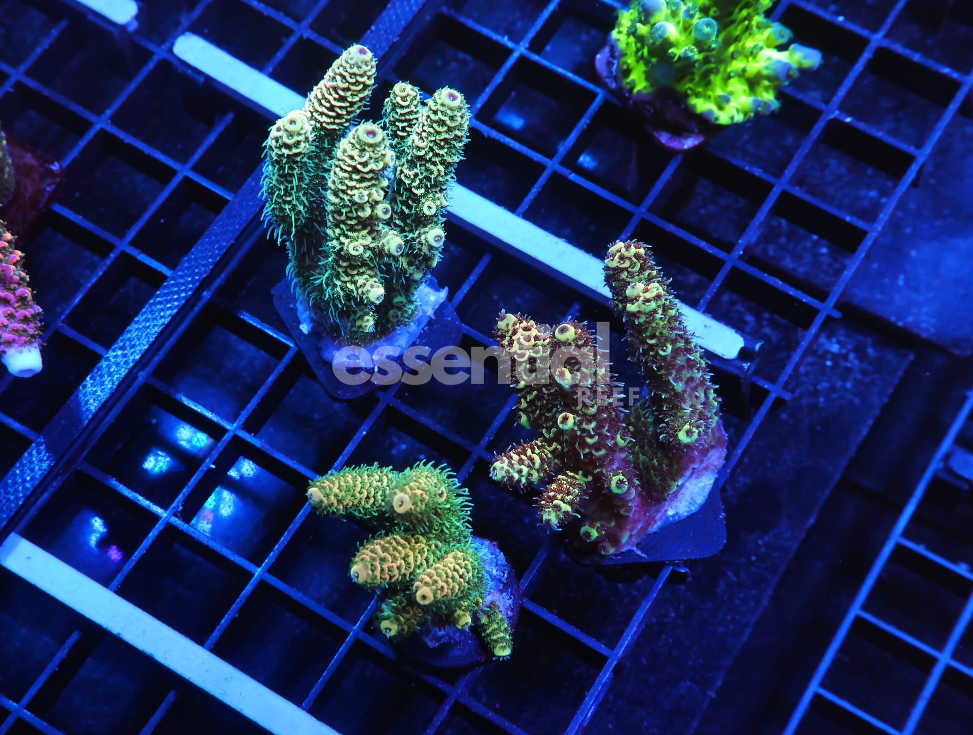 Watermarked - E154 - 3PK INDO ACRO PREMIUM MILLE CULTURED