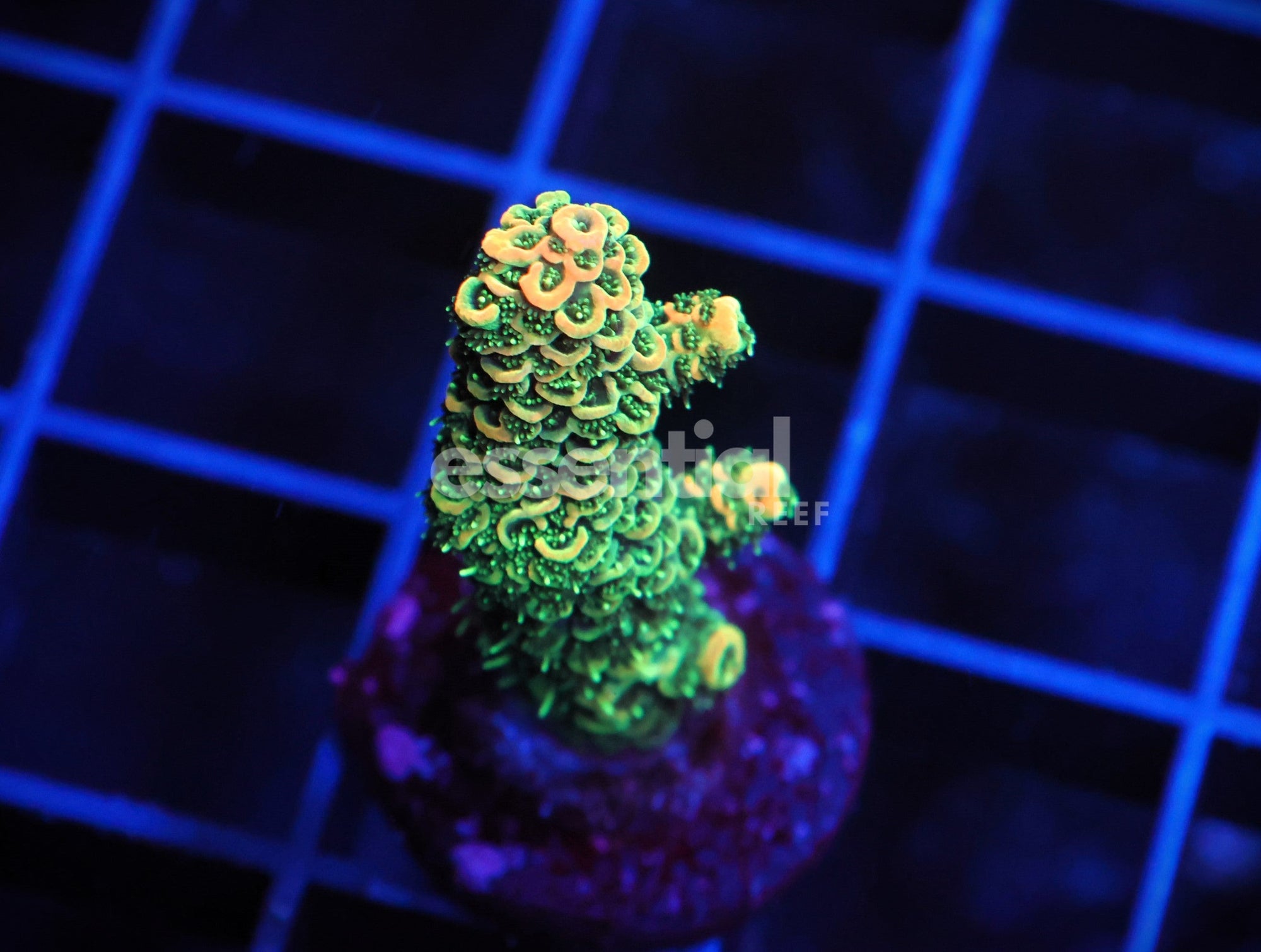 Watermarked - E97 - Indo Acro Conditioned Orange Crush Mille Cultured