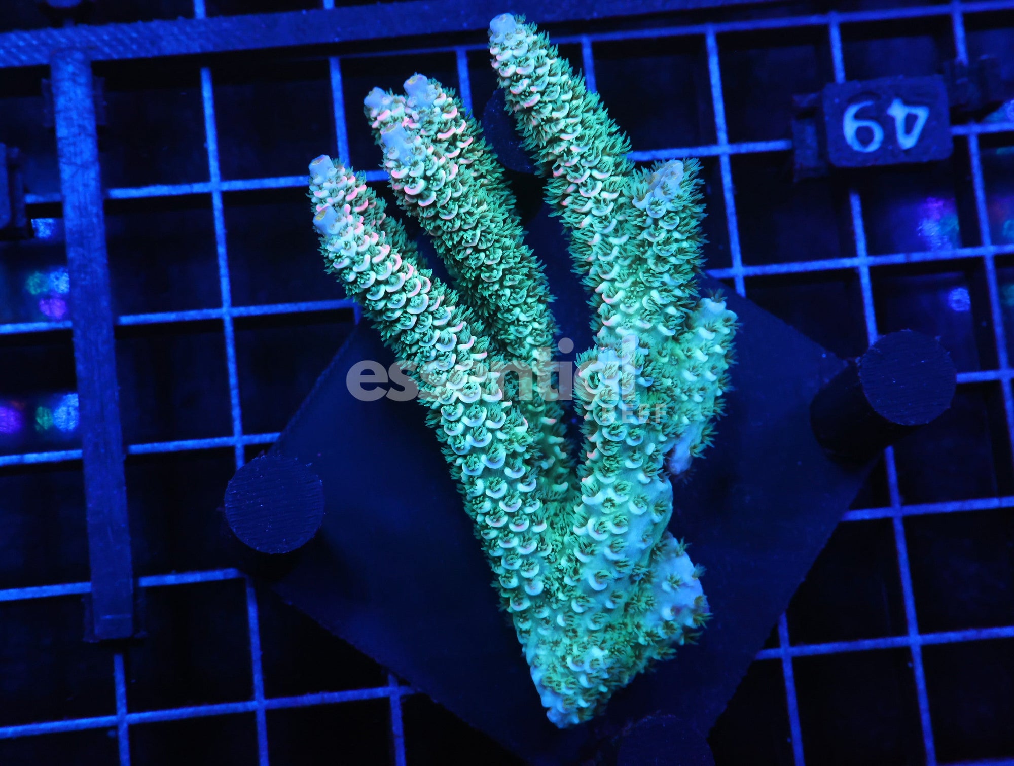 Watermarked - E49 - Malaysian Acro Tenuis