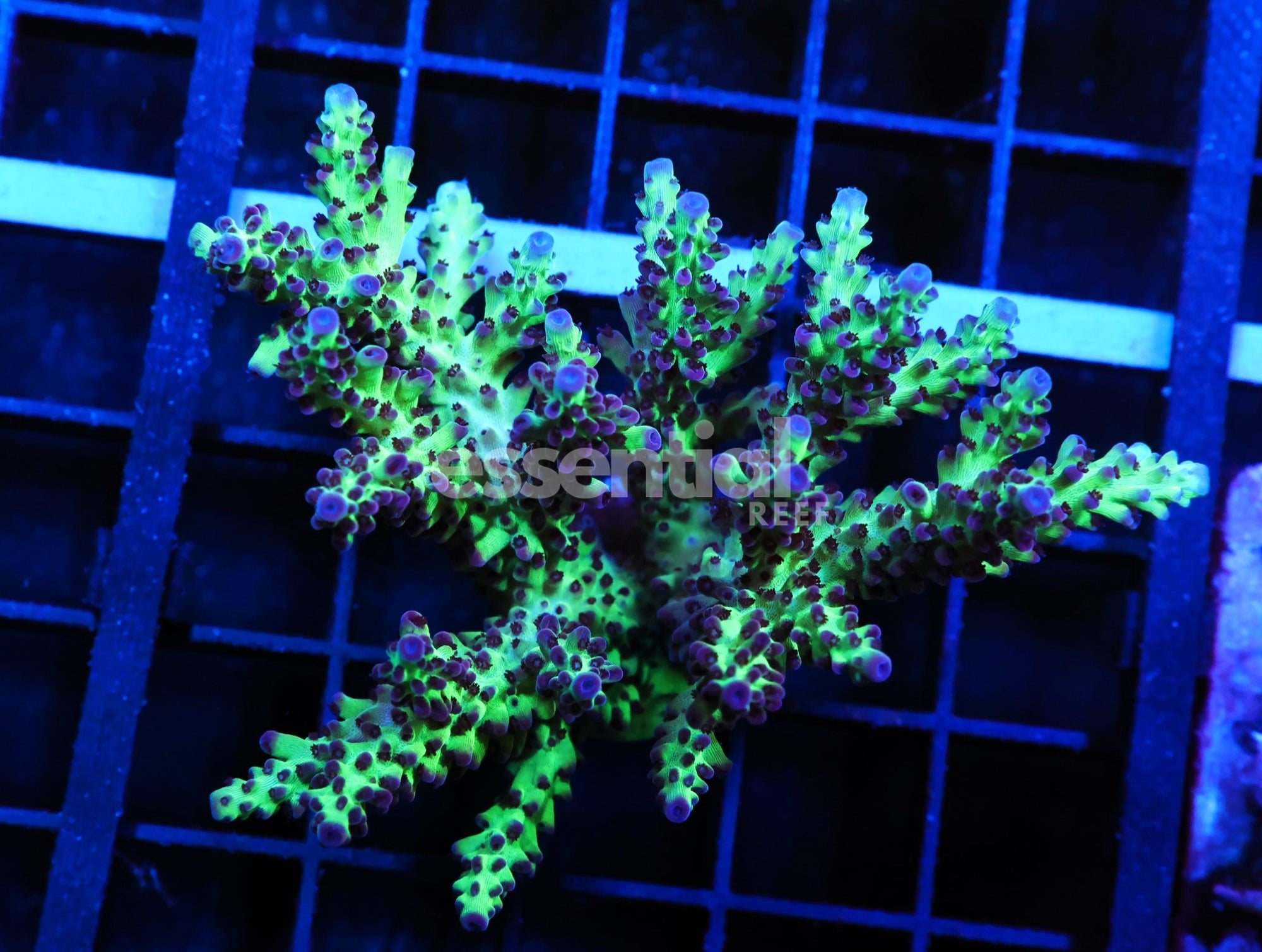 Watermarked - E162 - INDO ACRO PREMIUM CULTURED