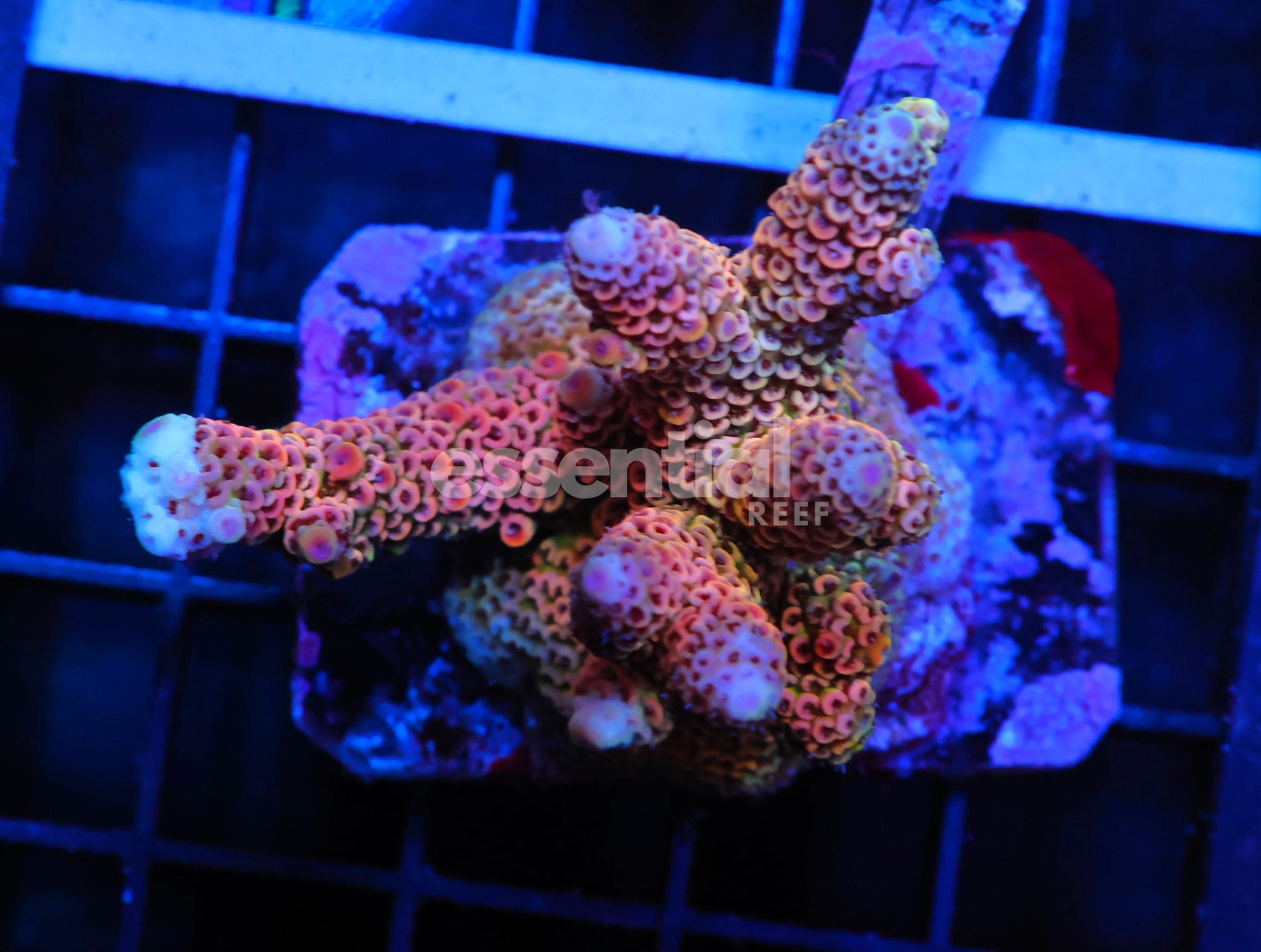Watermarked - E164 - INDO ACRO RAINBOW MILLE CULTURED