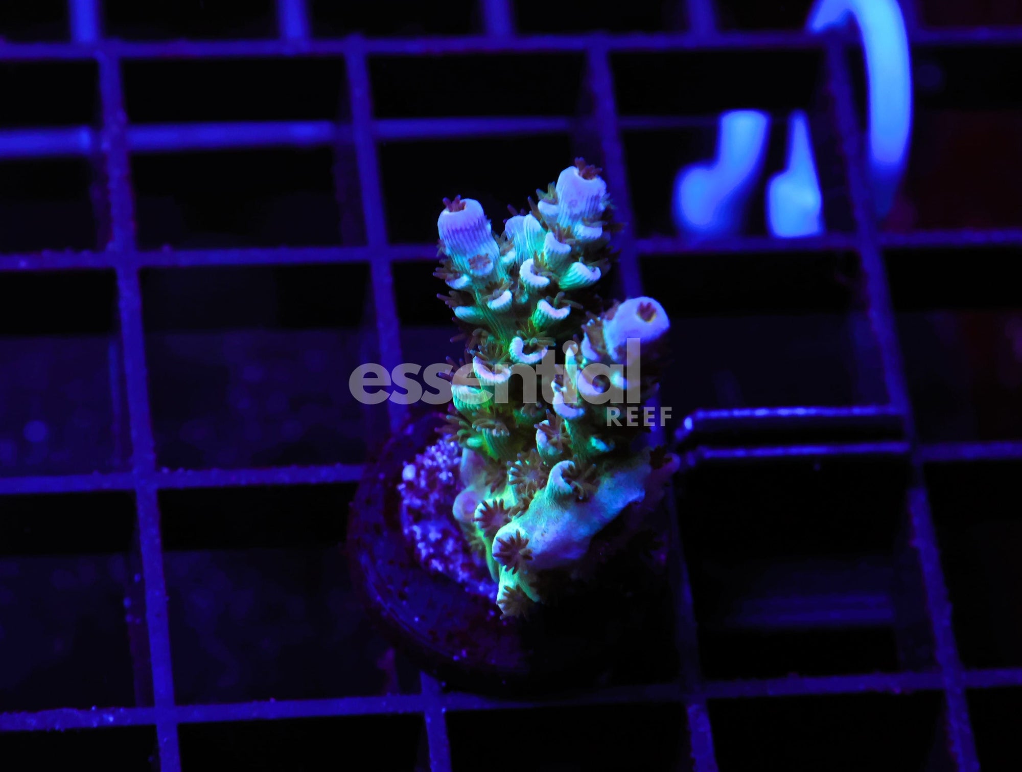 Watermarked - E161 - INDO ACRO PREMIUM TENUIS CULTURED