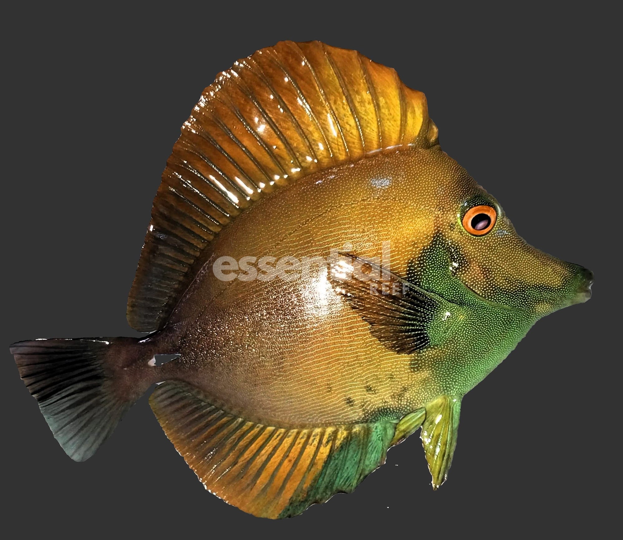 Watermarked - F18 - Koi Scopas Tang 5 to 6 inch