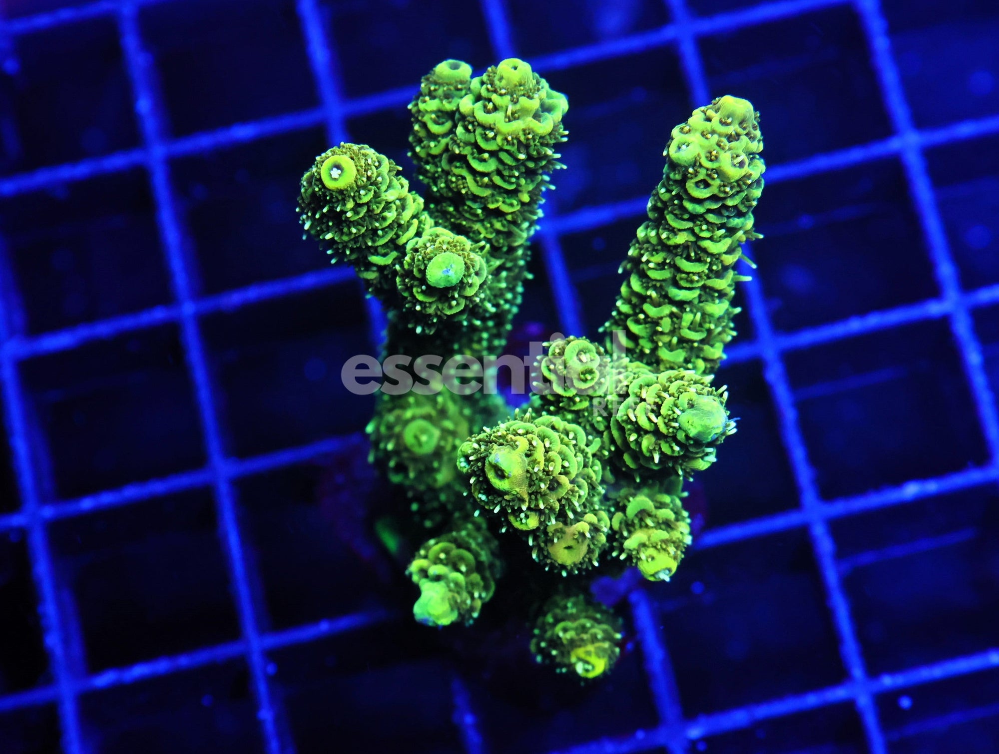 Watermarked - E53 - Indo Acro Conditioned Green Flash Mille Cultured