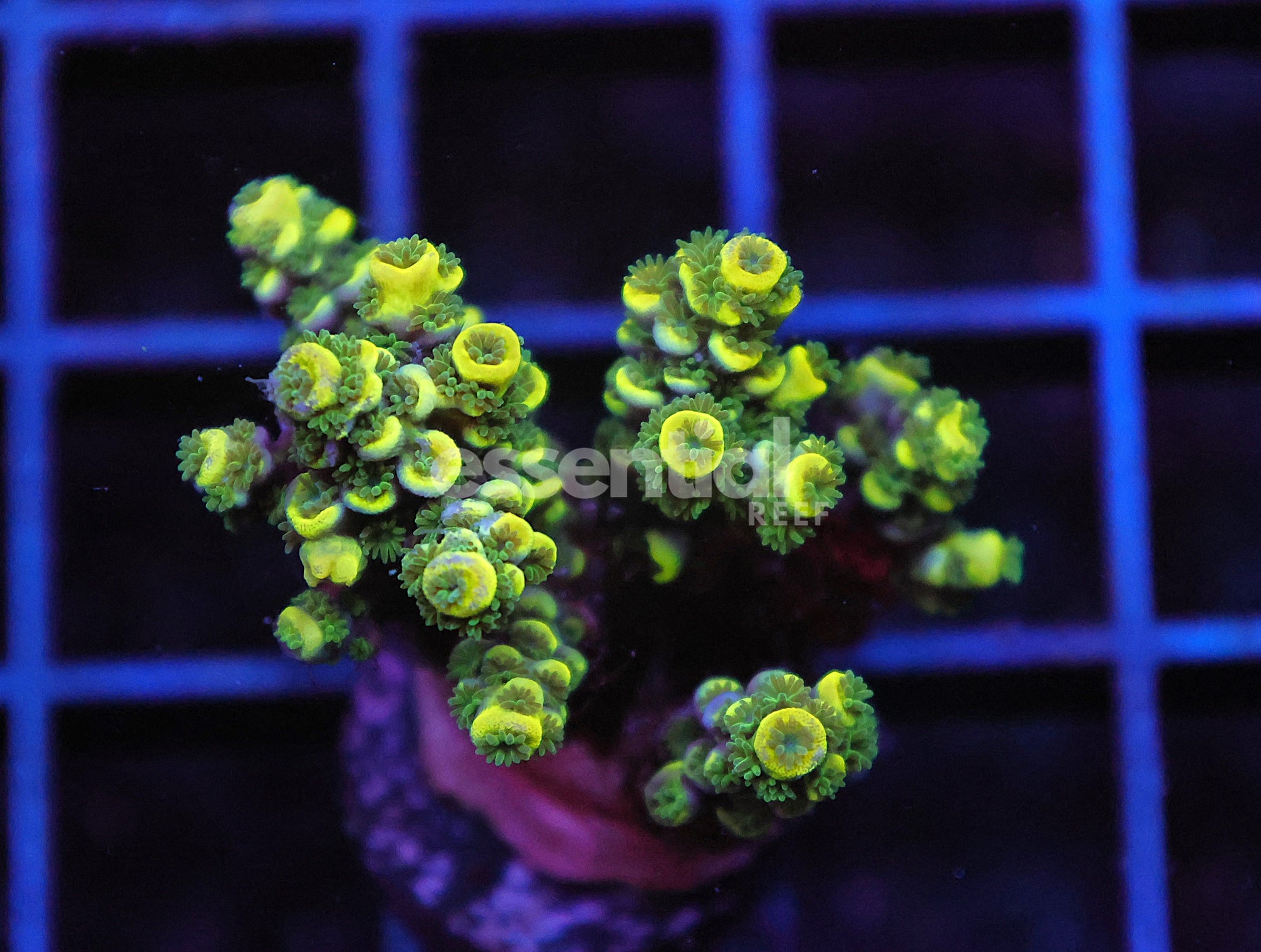 Watermarked - E58 - Indo Acro Conditioned Yellow Premium Tenuis Cultured