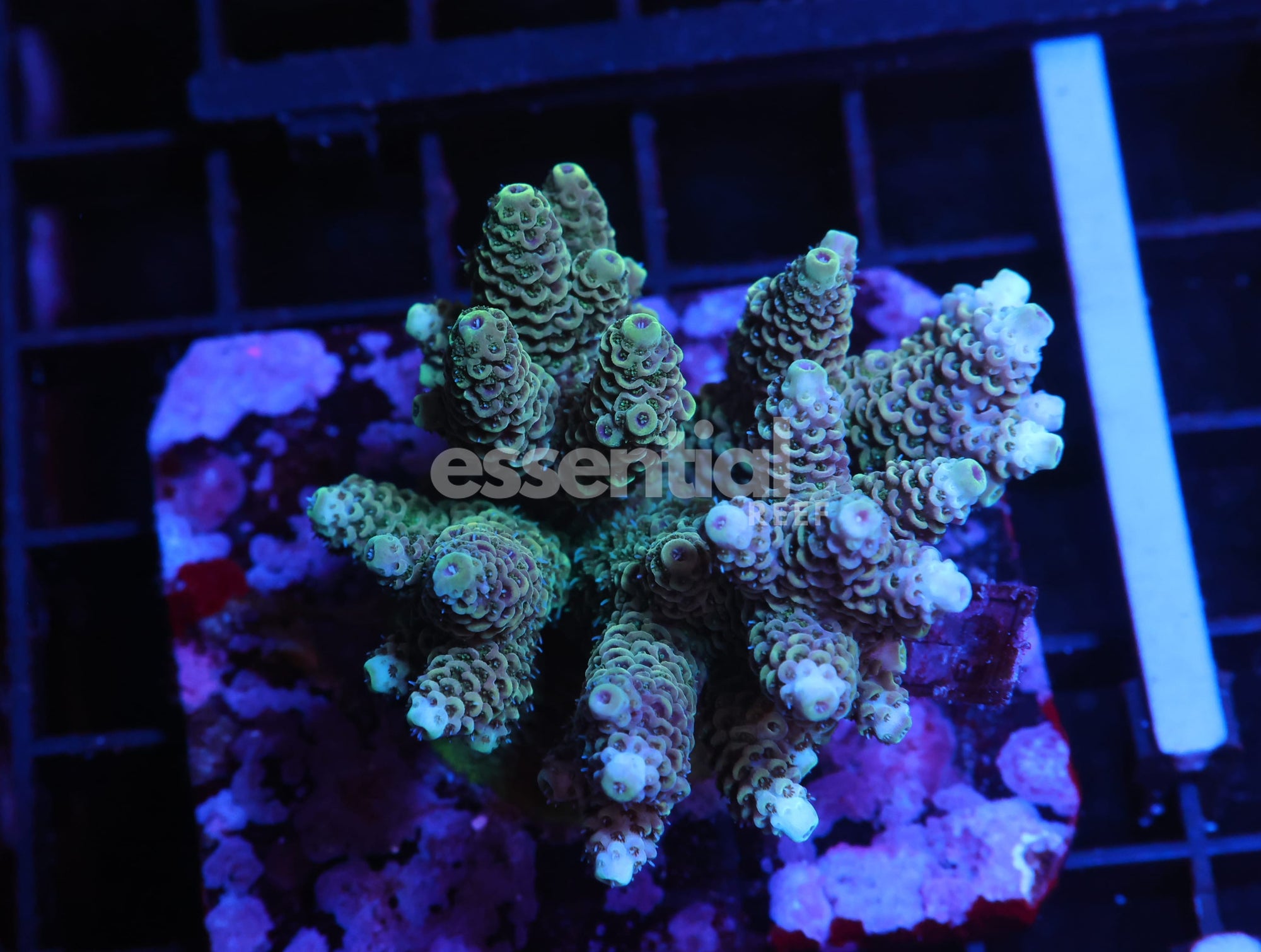 Watermarked - E165 - INDO ACRO PREMIUM MILLE CULTURED
