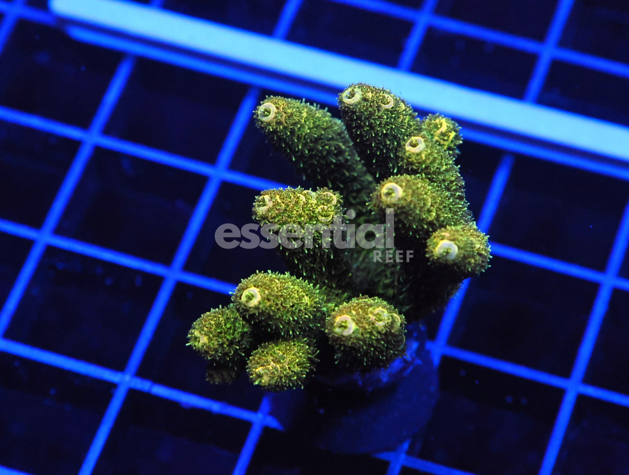 Watermarked - E18 - Indo Acro Premium Mille Cultured Conditioned