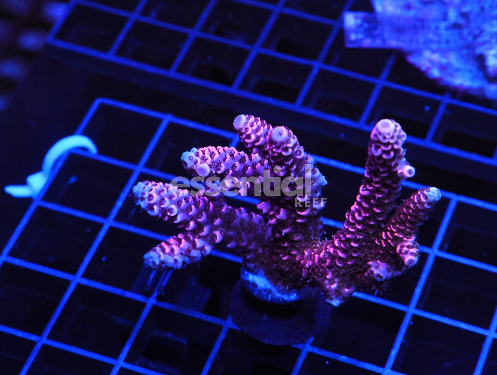 Watermarked - E21 - Indo Acro Pink Mille Cultured Conditioned