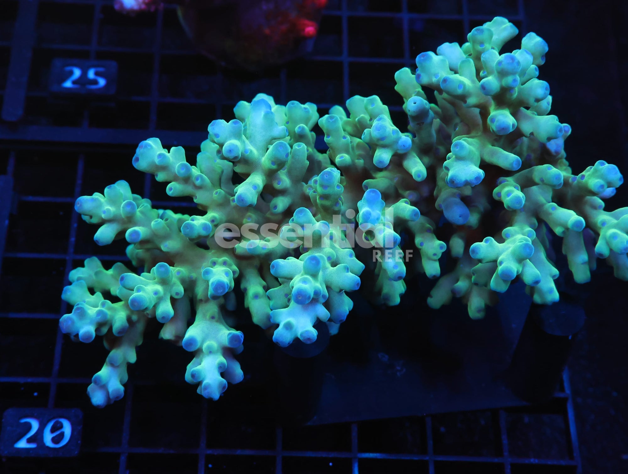 Watermarked - E20 - AUSSIE ACRO BLUE ICE