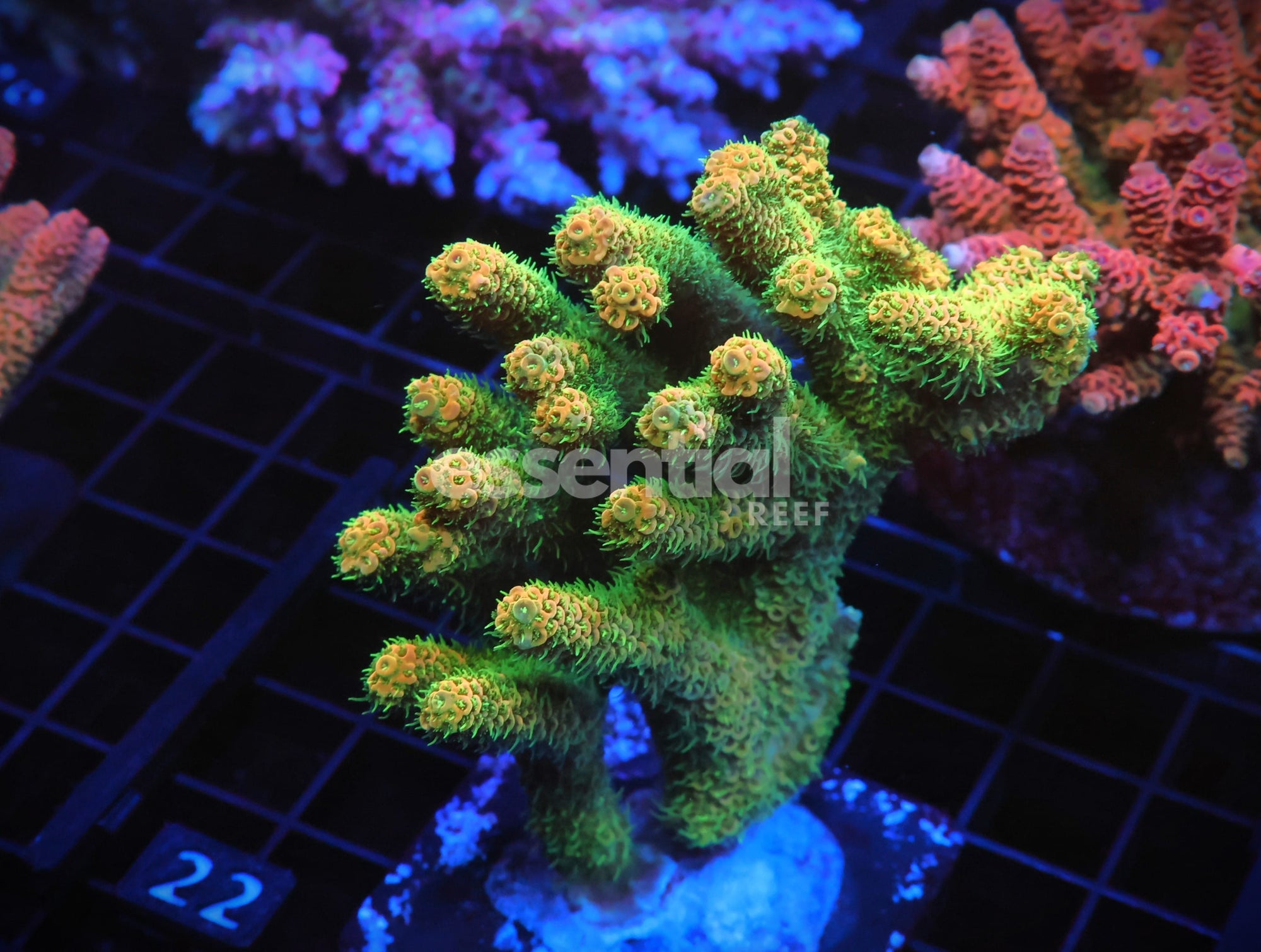 Watermarked - E22 - INDO ACRO ORANGE CRUSH MILLE CULTURED