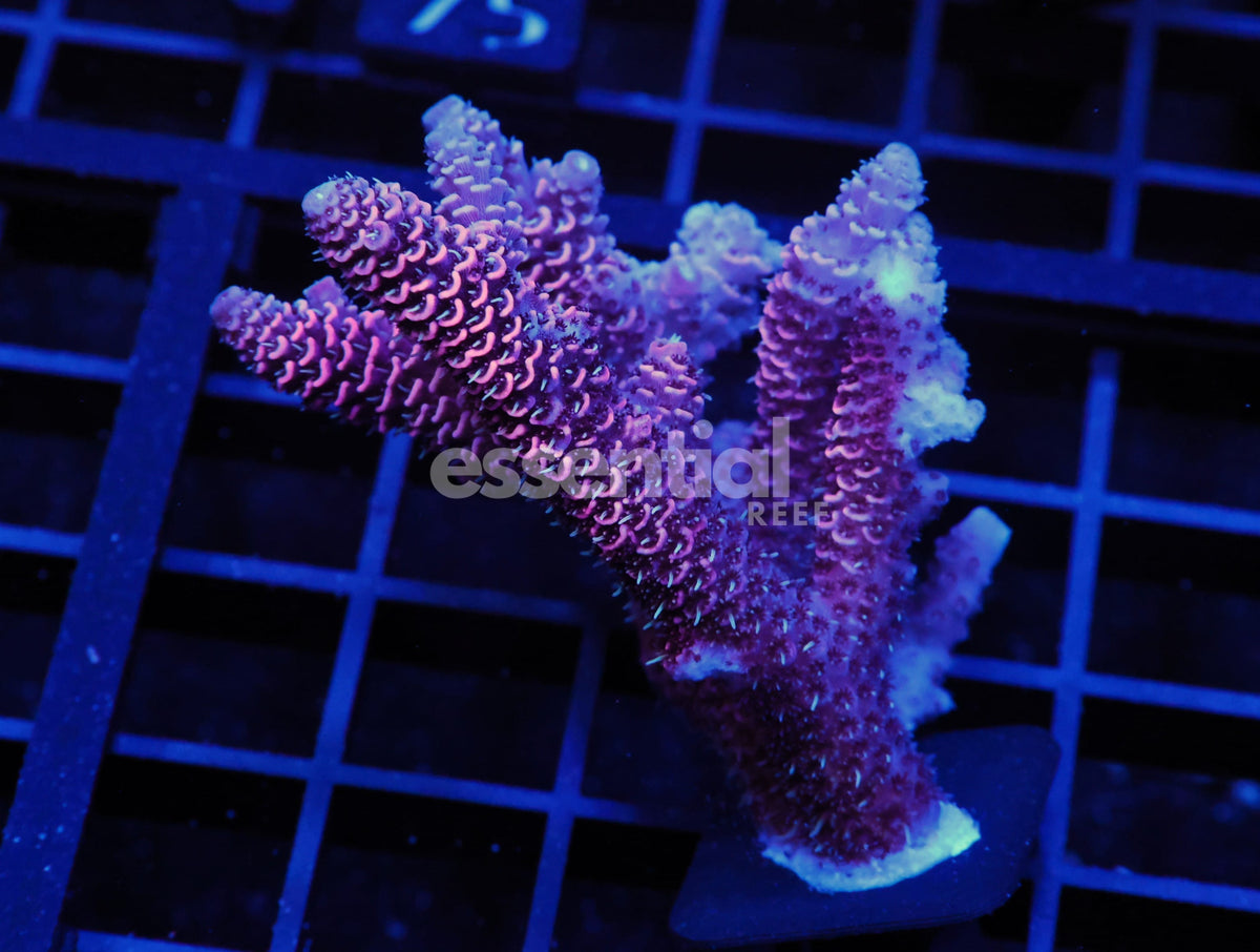 Watermarked - E70 - Aussie Acro PInk Mille Conditioned