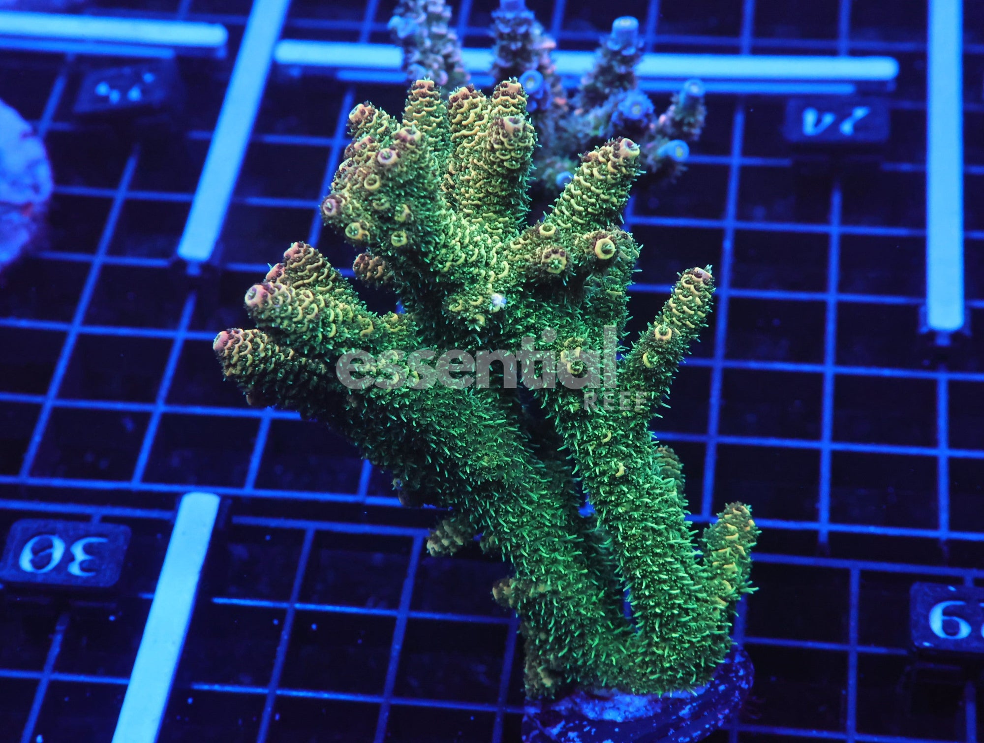 Watermarked - E29 - Indo Acro Premium Mille Cultured Conditioned