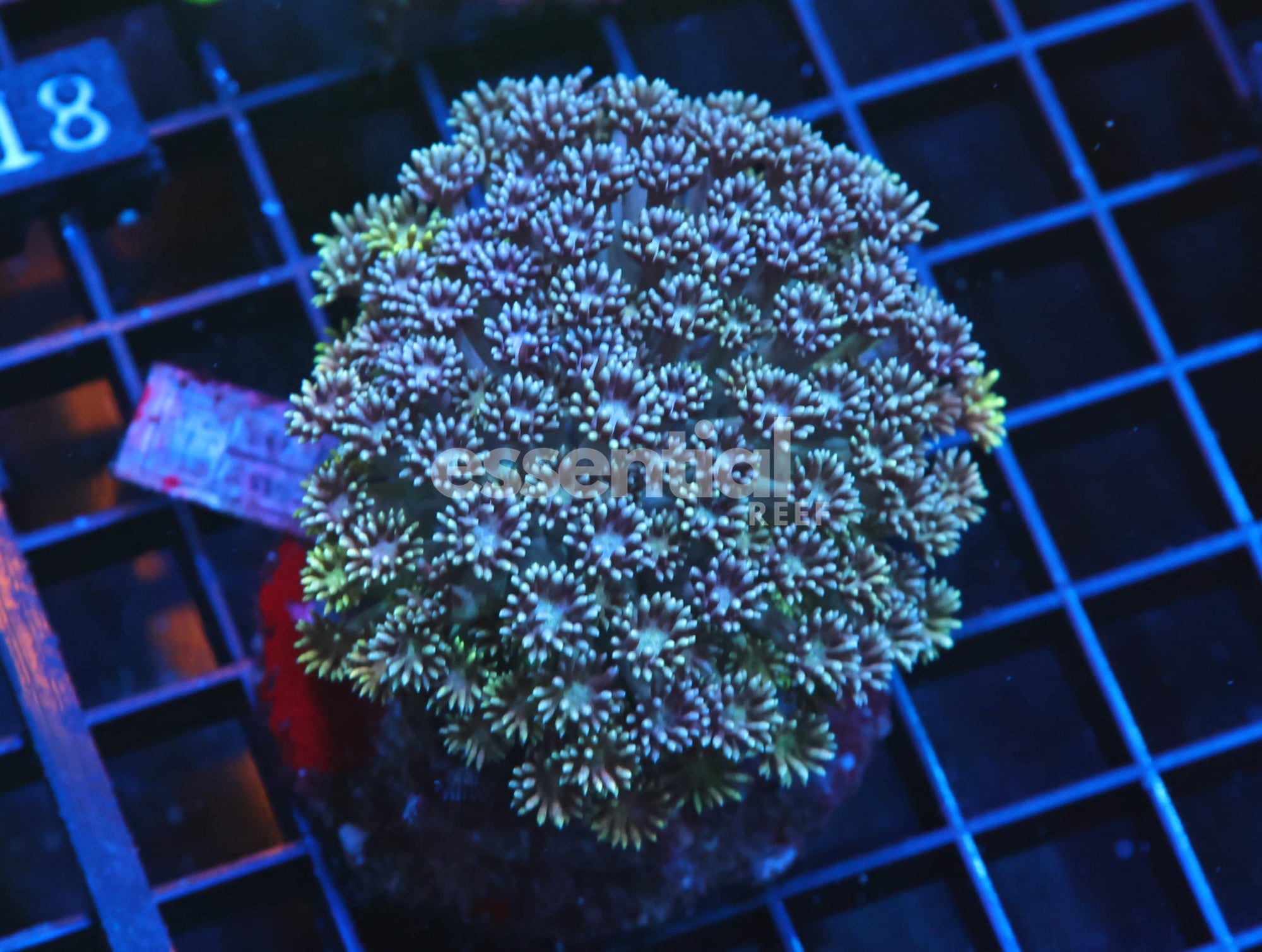 Watermarked - H13 - Indo Electric Edge Goniopora
