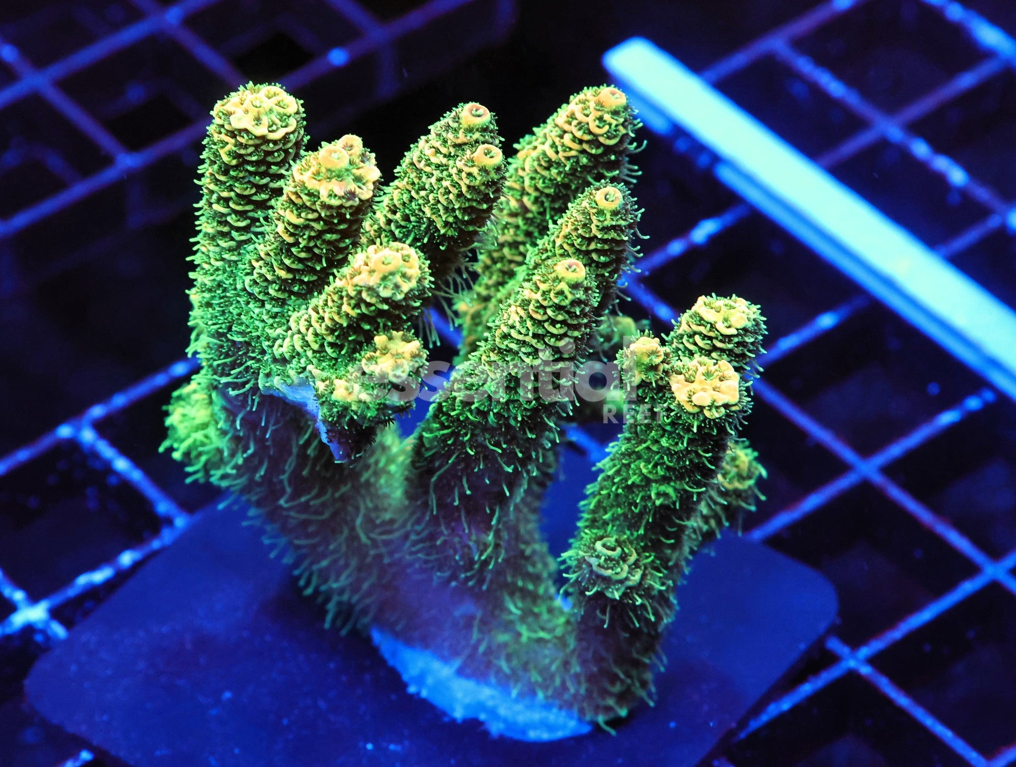 Watermarked - E78 - INDO ACRO GOLD RUSH CULTURED