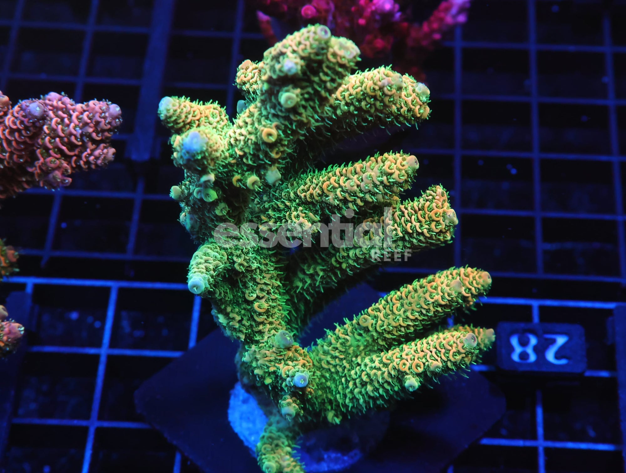 Watermarked - E28 - INDO ACRO ORANGE CRUSH MILLE CULTURED