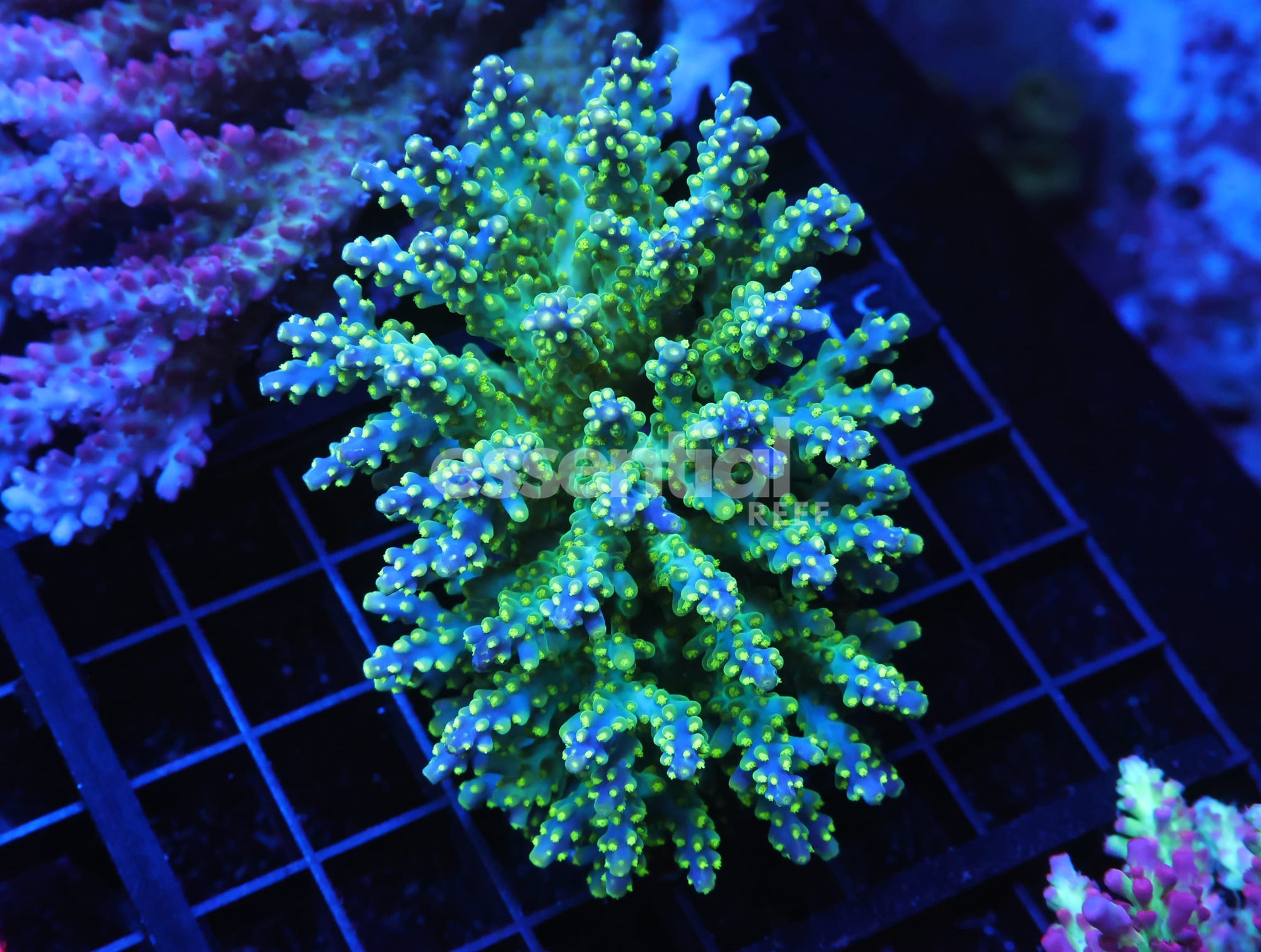 Watermarked - E31 - FIJI ACRO PREMIUM
