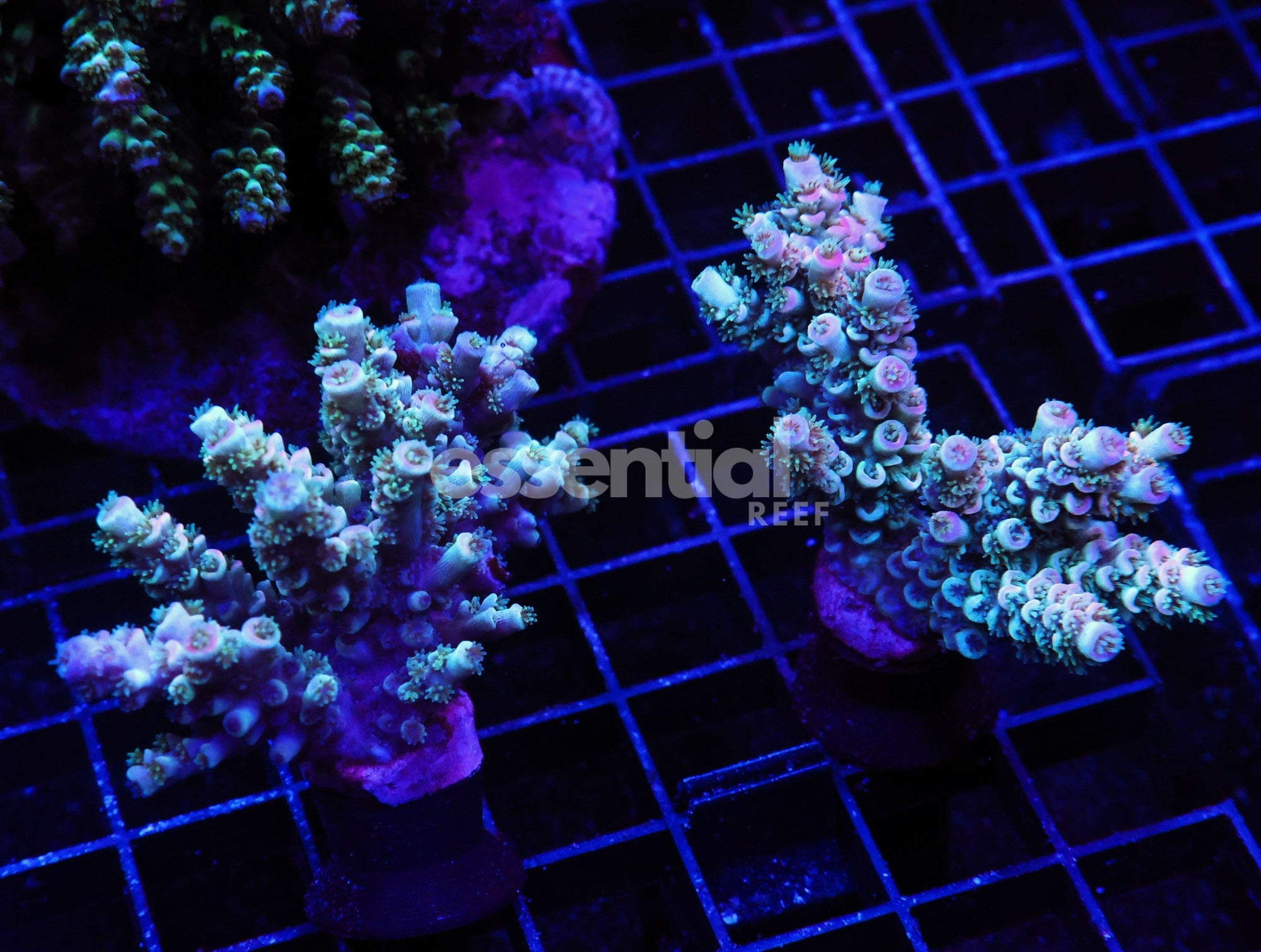 Watermarked - E76 - 2PK Indo Acro Conditioned Tenuis Cultured